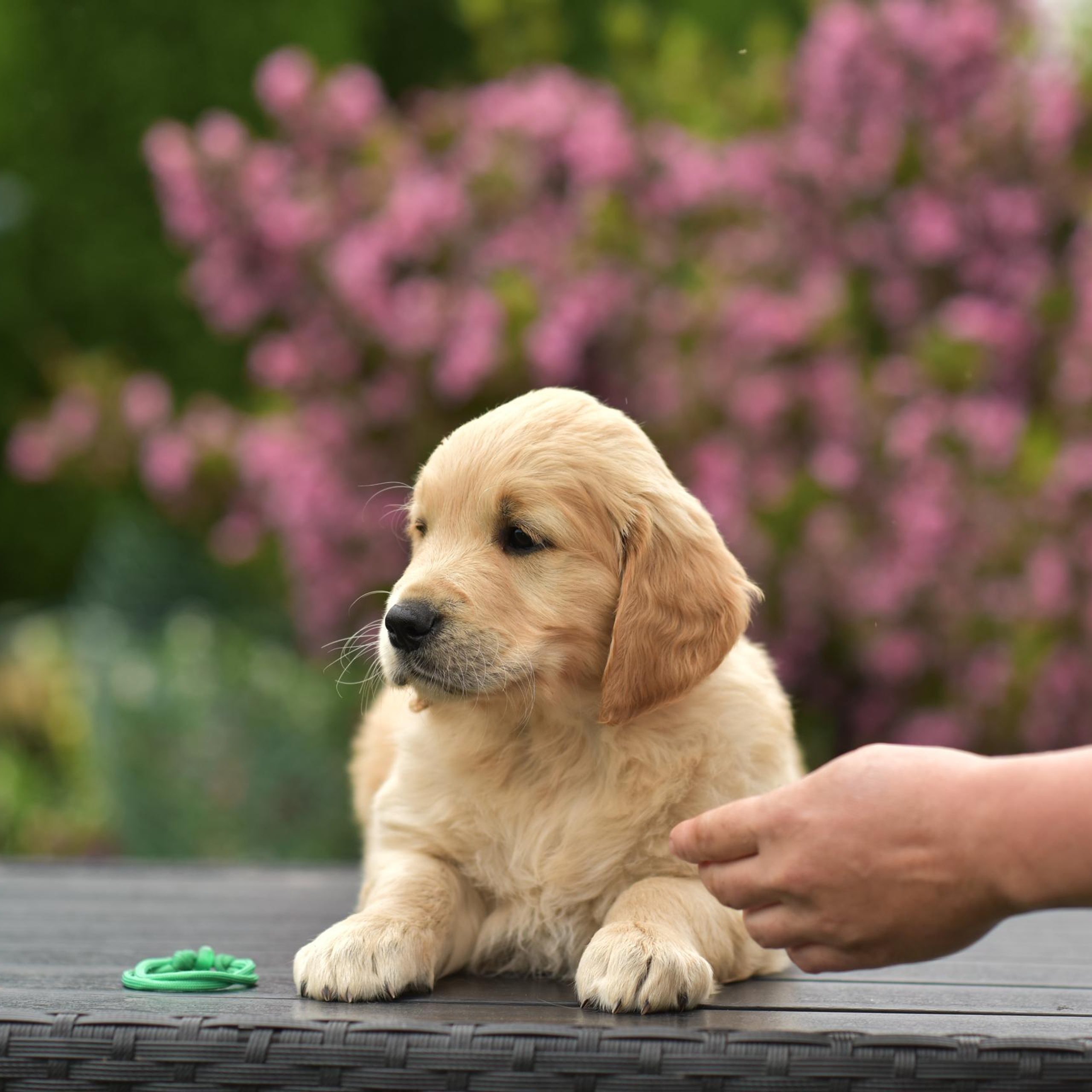 Отзывы. Семейный фотограф в Минске Виктория Дубровская