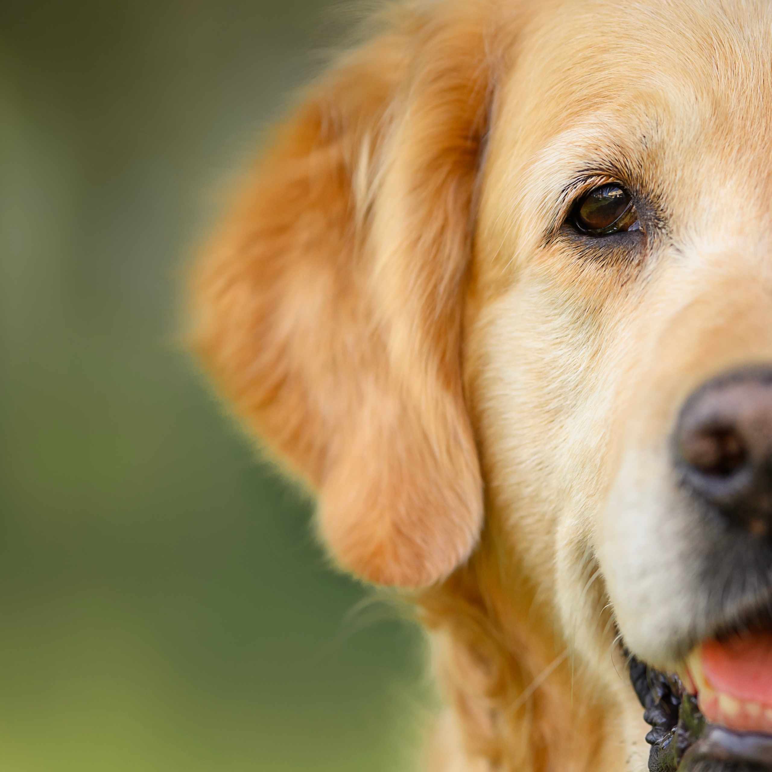 Отзывы. Семейный фотограф в Минске Виктория Дубровская