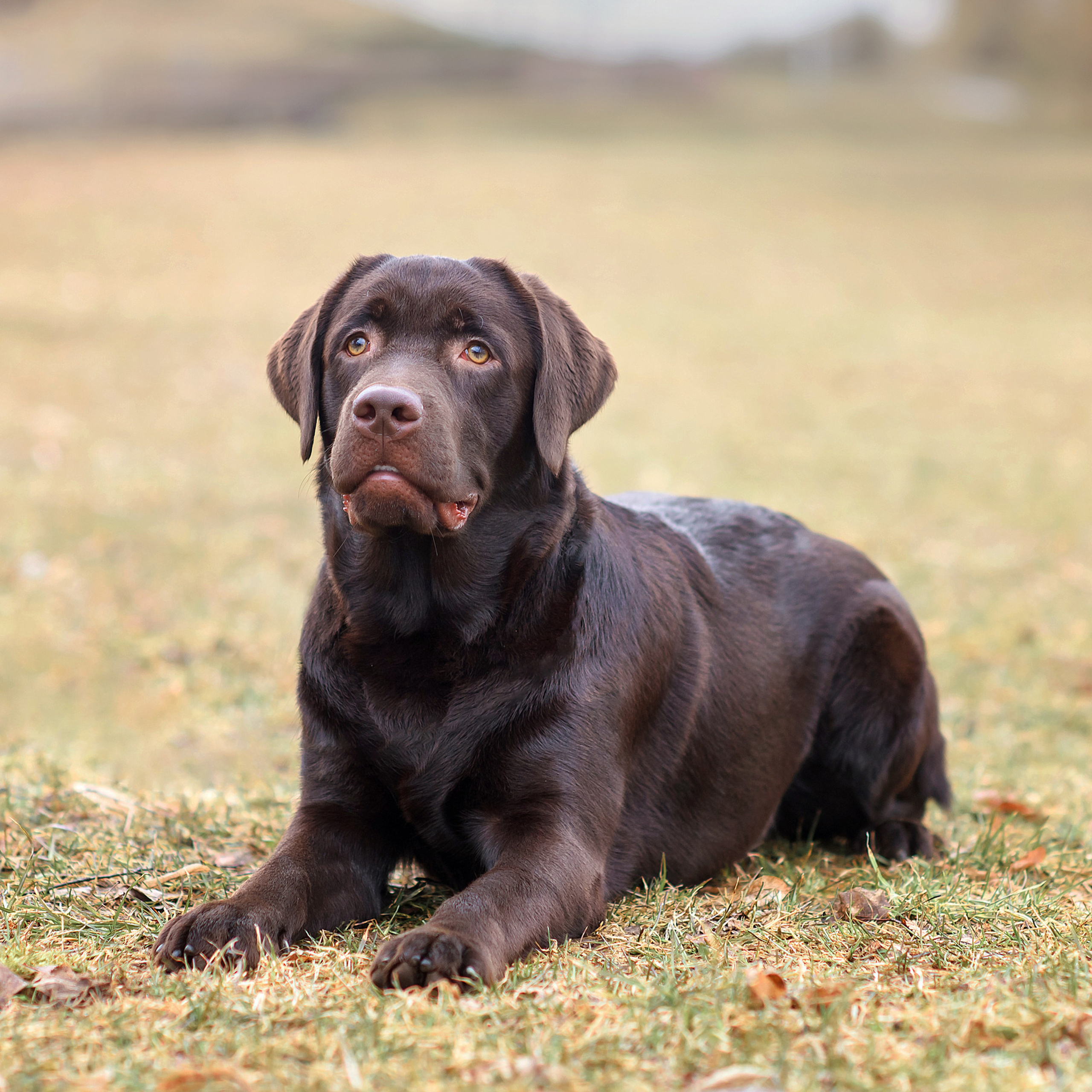 Отзывы. Семейный фотограф в Минске Виктория Дубровская