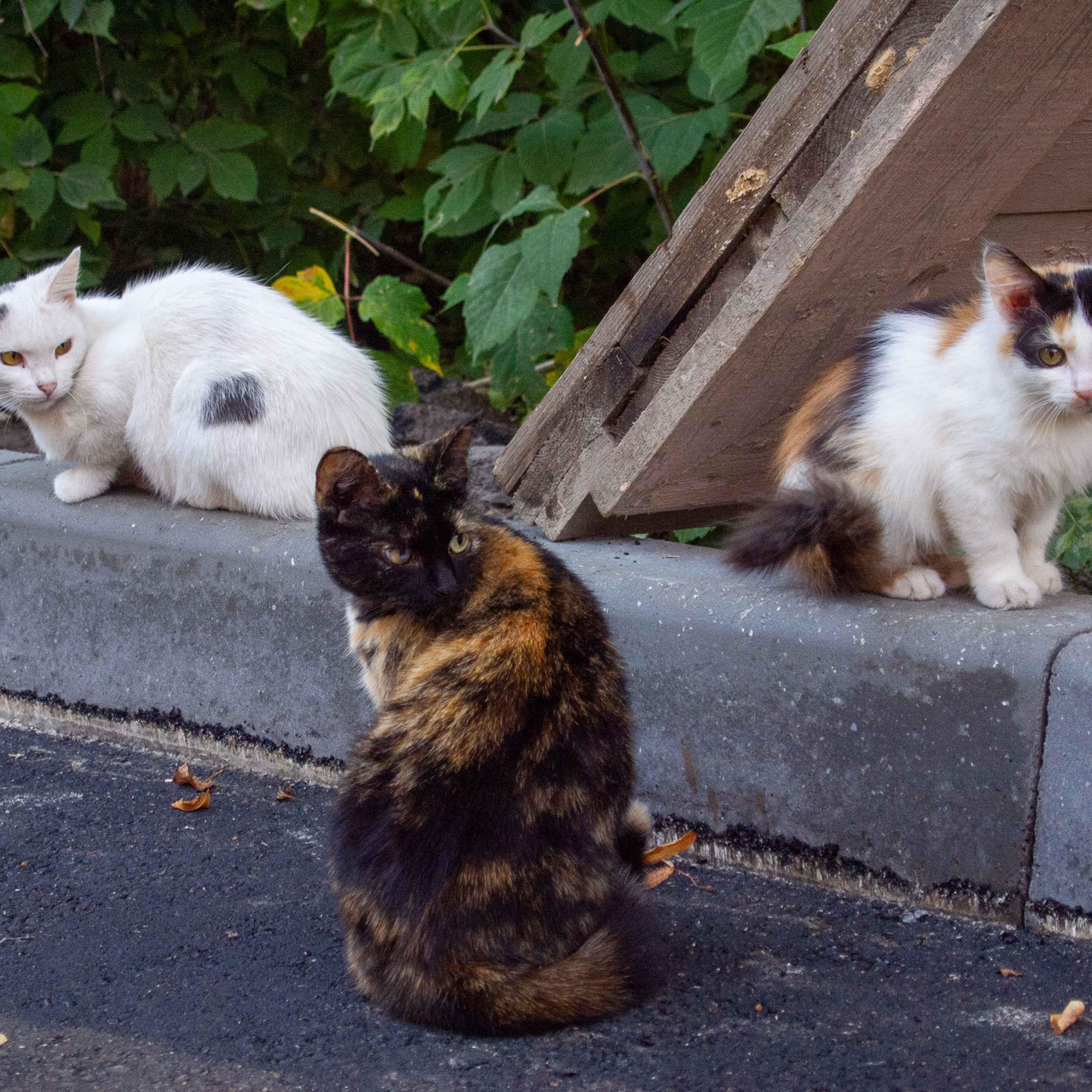 Отзывы. Рекламный и коммерческий фотограф | Георгий Романов
