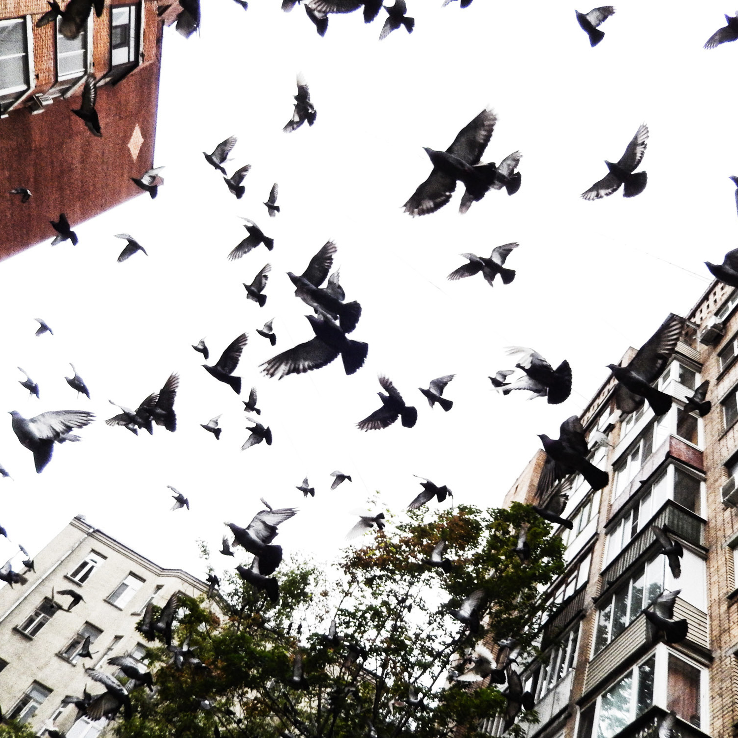 Снова Летать Высоко. Серия фотографий чтобы воспрять духом