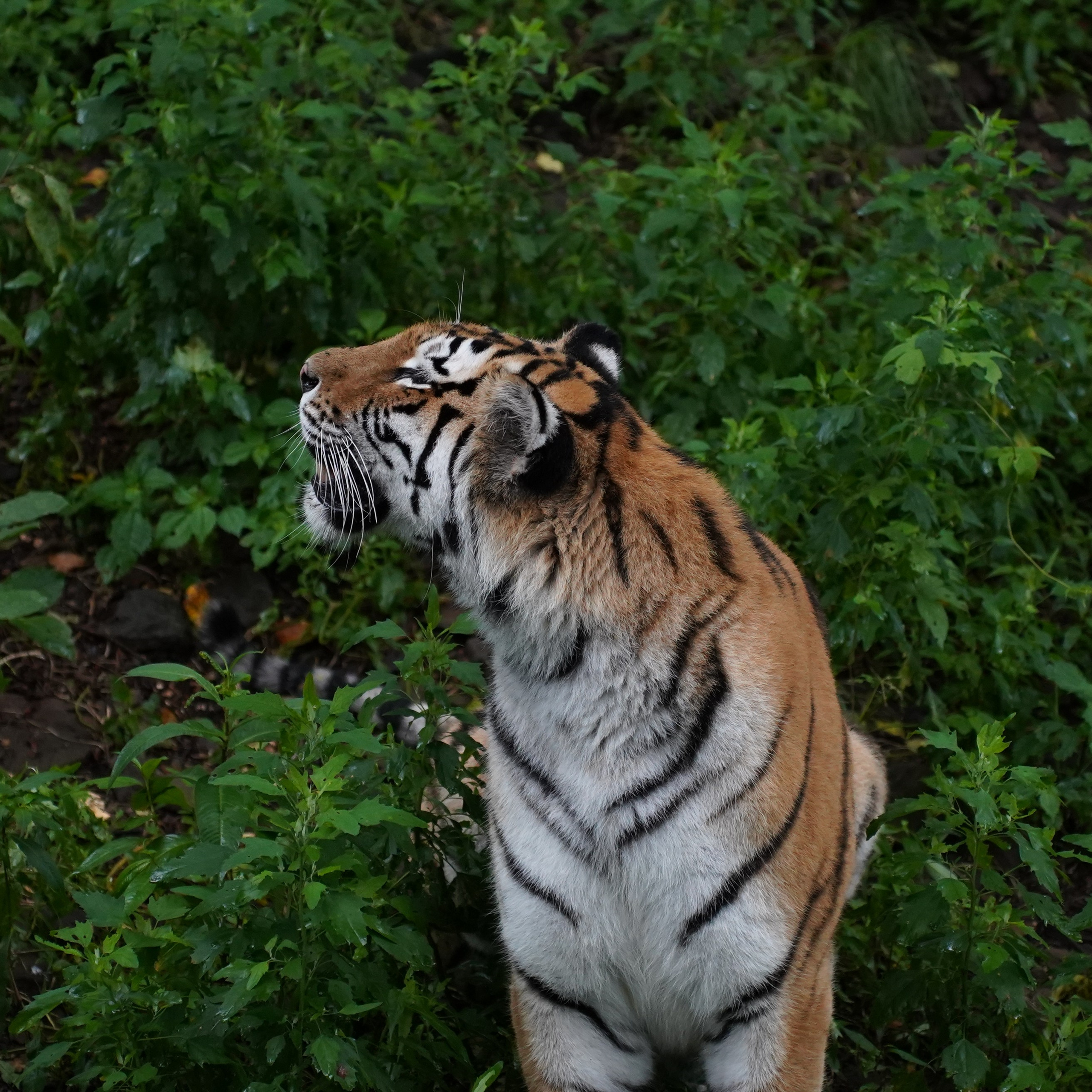Приморский сафари-парк