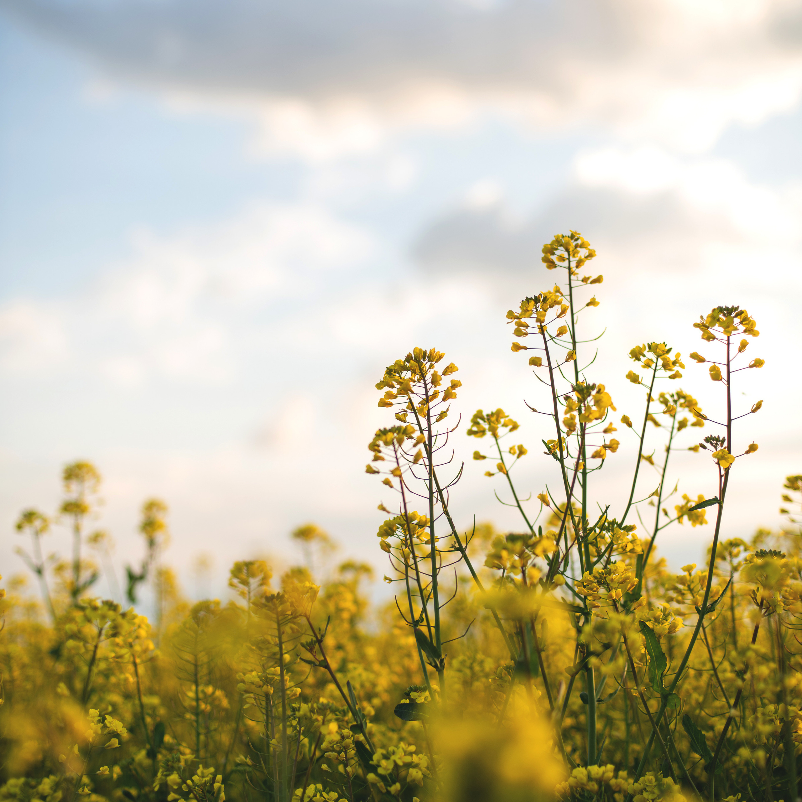 Фотограф в Москве, отзывы. Фотограф в Москве, Оксана Ребристая