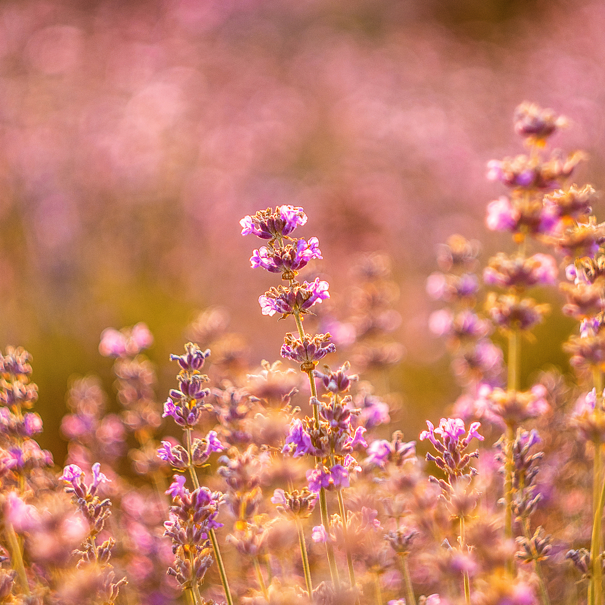 Фотограф в Москве, отзывы. Фотограф в Москве, Оксана Ребристая