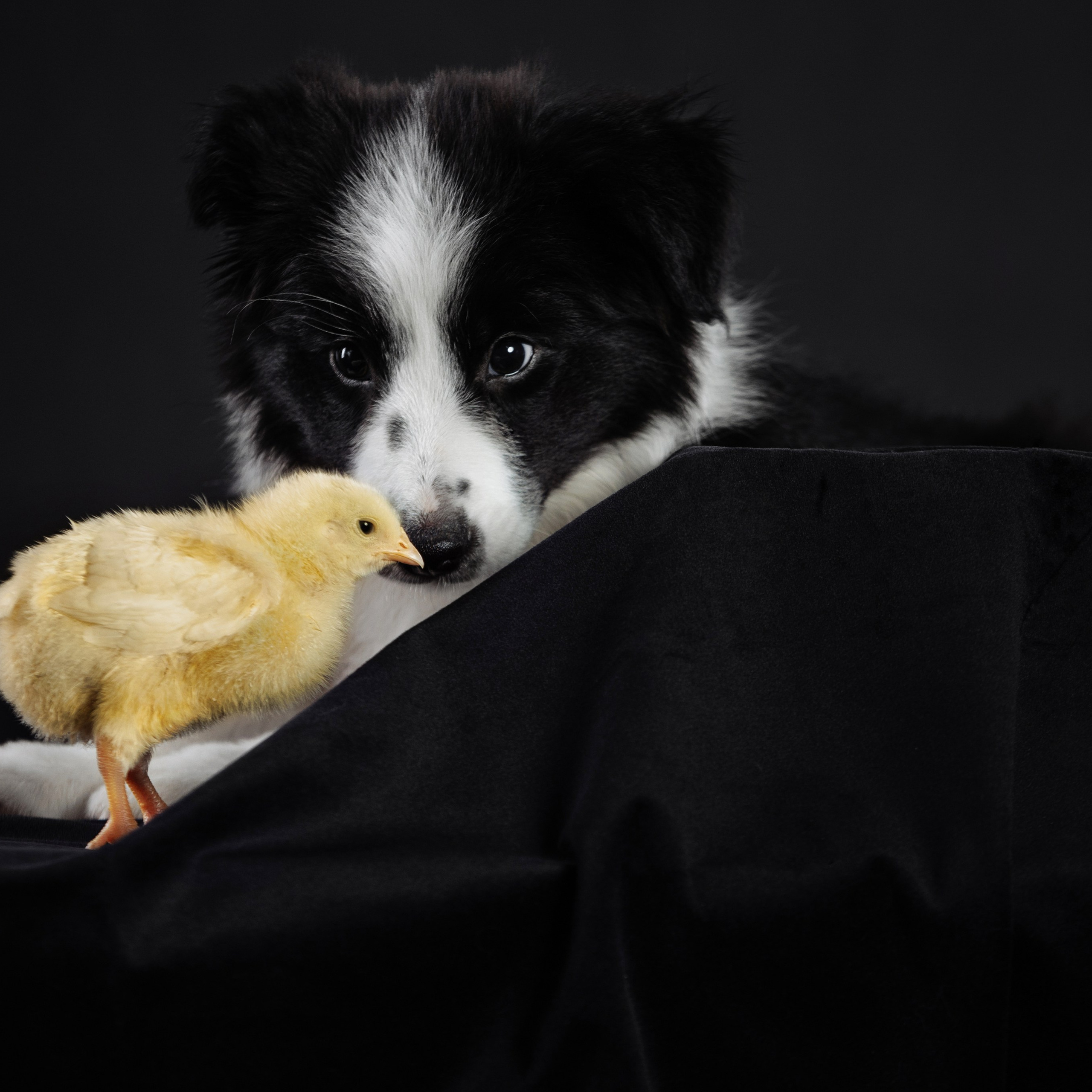 С&nbsp;цыпами