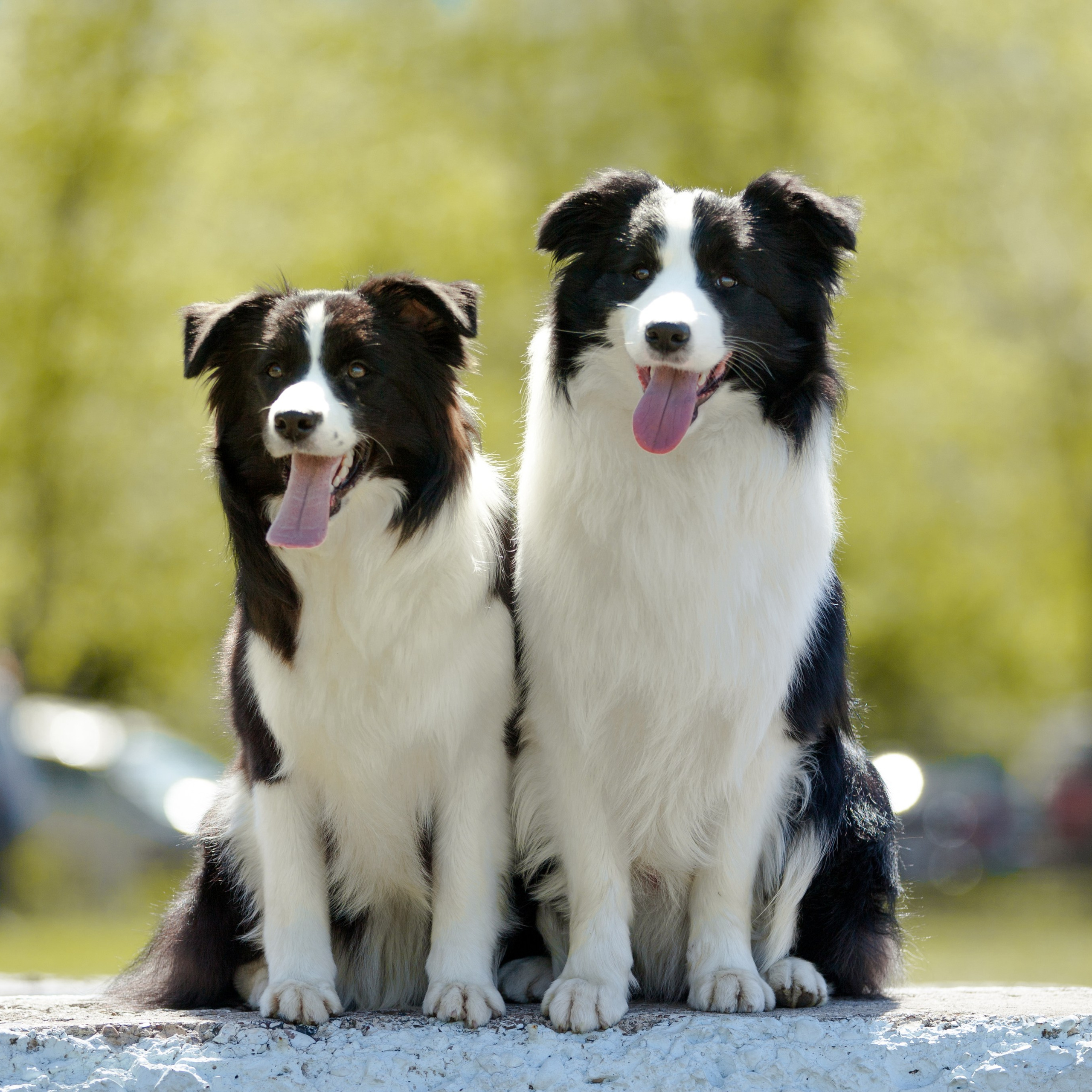 Зеленое в&nbsp;Оренбурге&nbsp;19