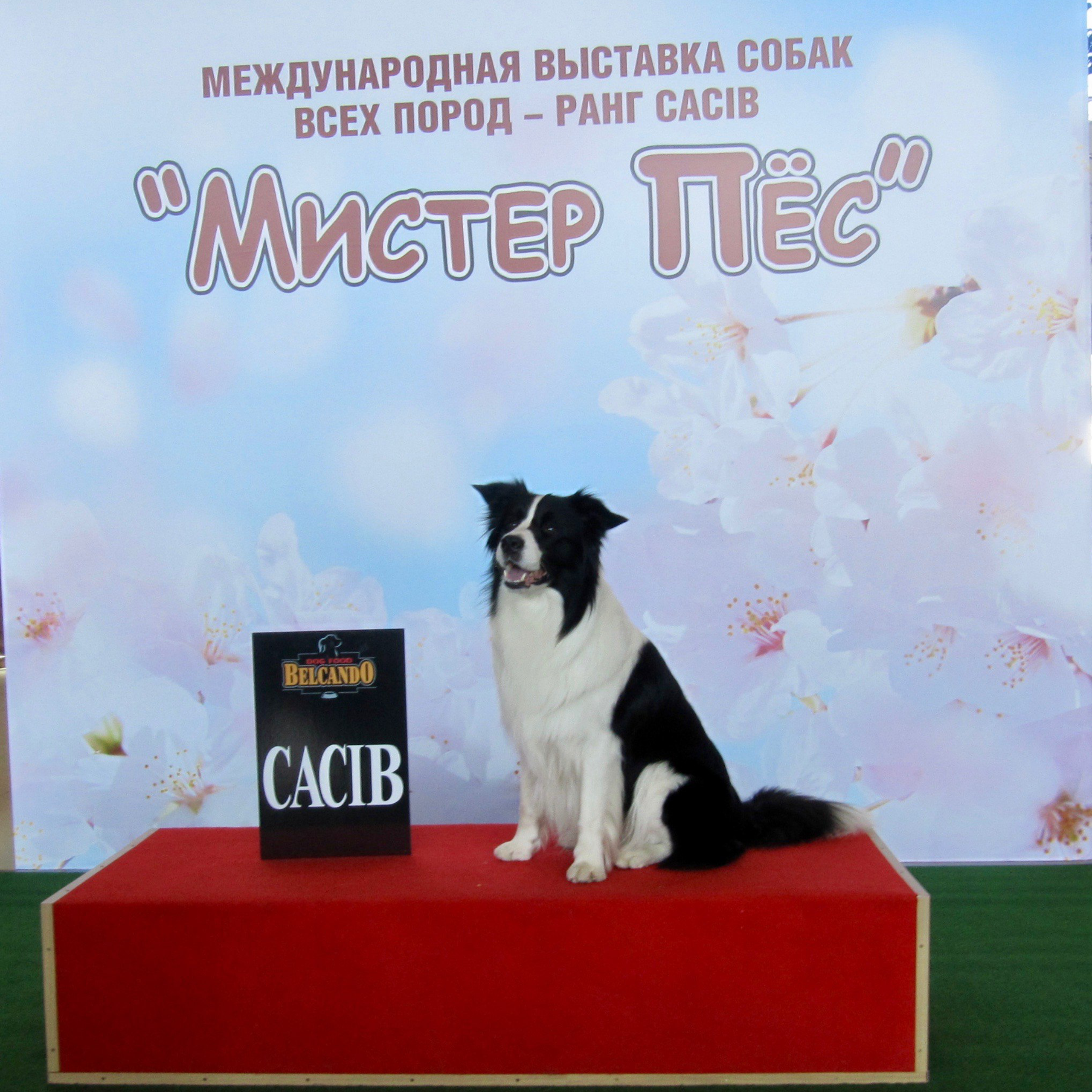 Рыжая молния Хью — Зефир. Заводчик Зинаида Мищенко
