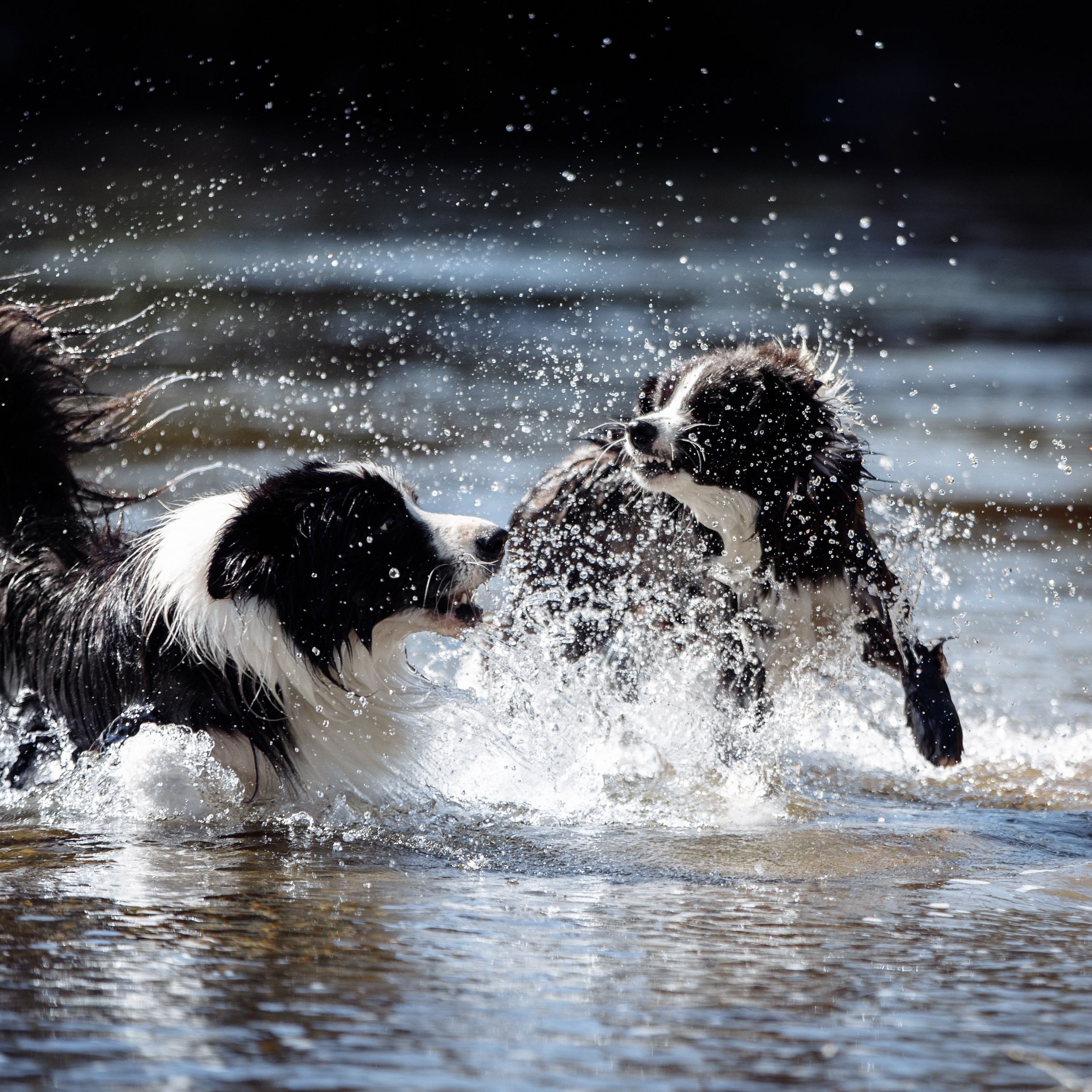 Водяные в&nbsp;Новотроицке