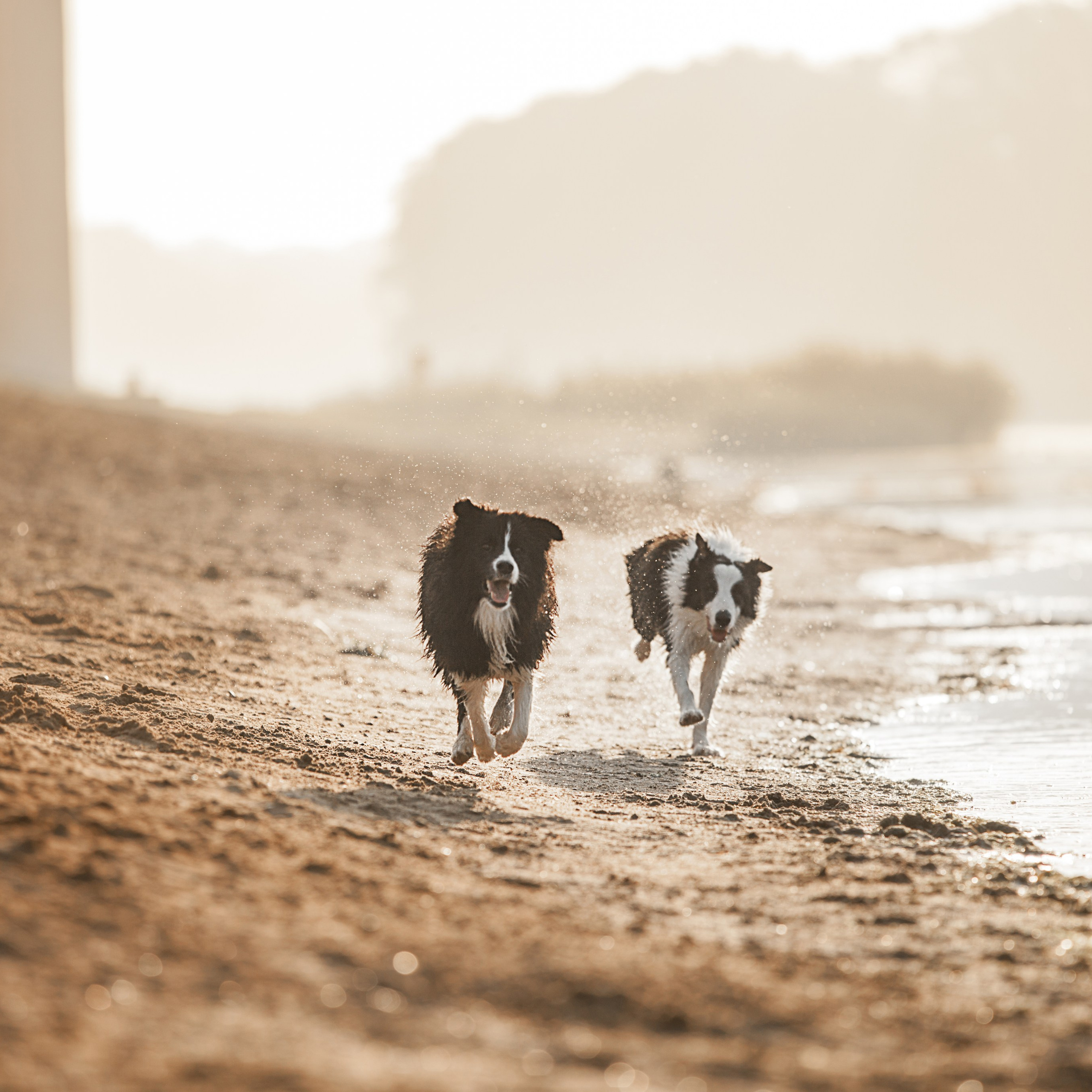 Сочный рассвет, на&nbsp;который решились