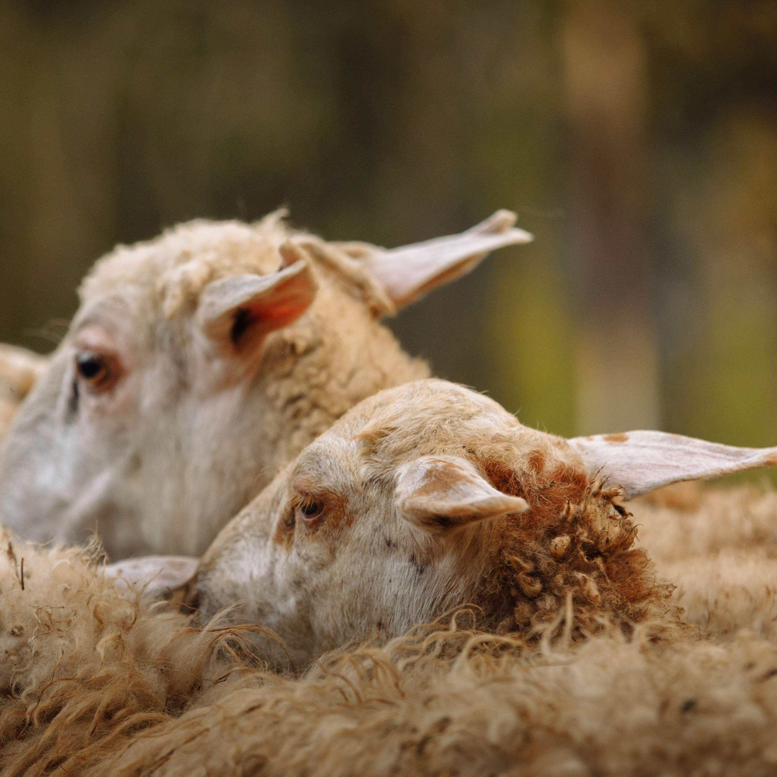 Овечий день