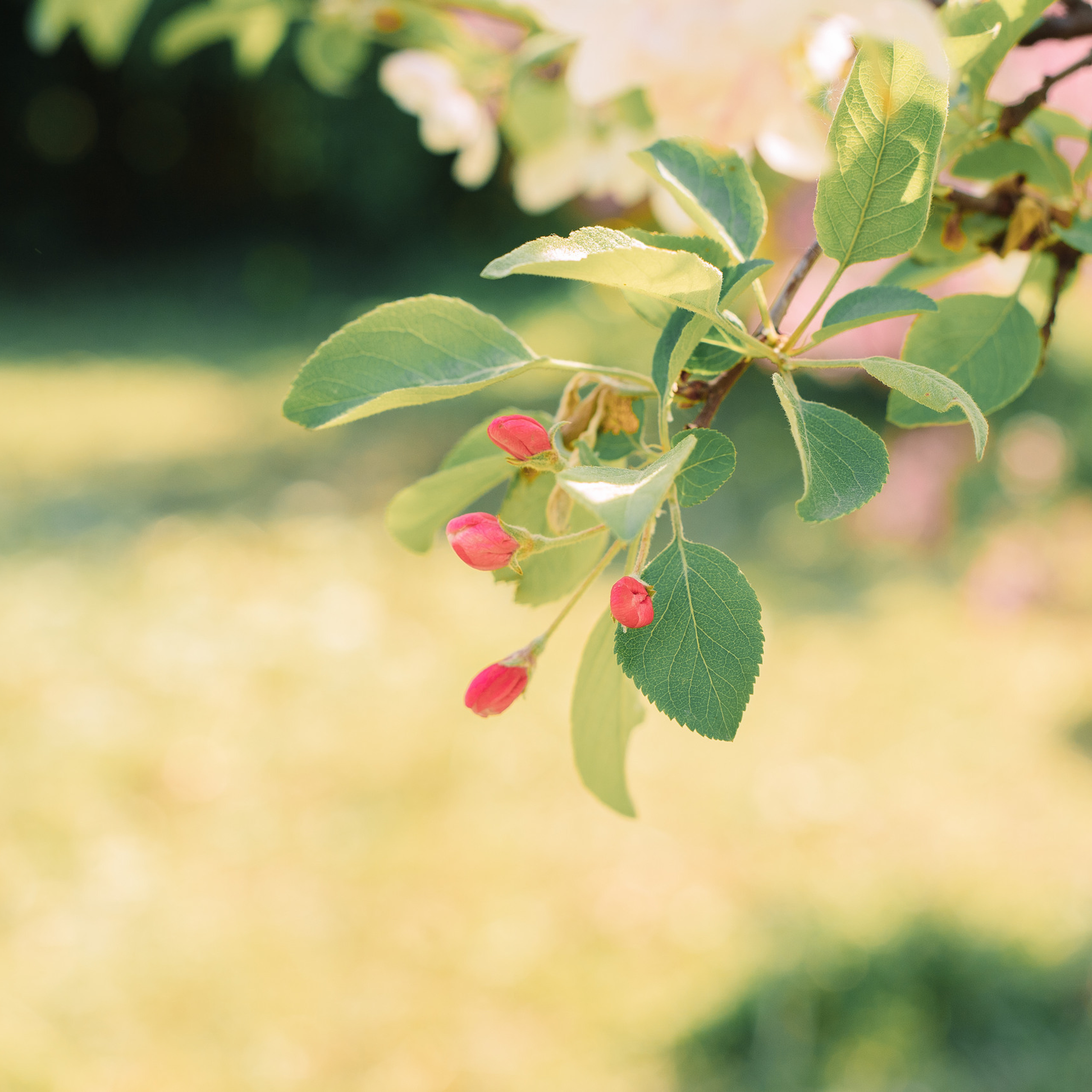 Отзывы Фотограф в Санкт-Петербурге Анна Скворцова. Фотограф в Санкт-Петербурге, Анна Скворцова
