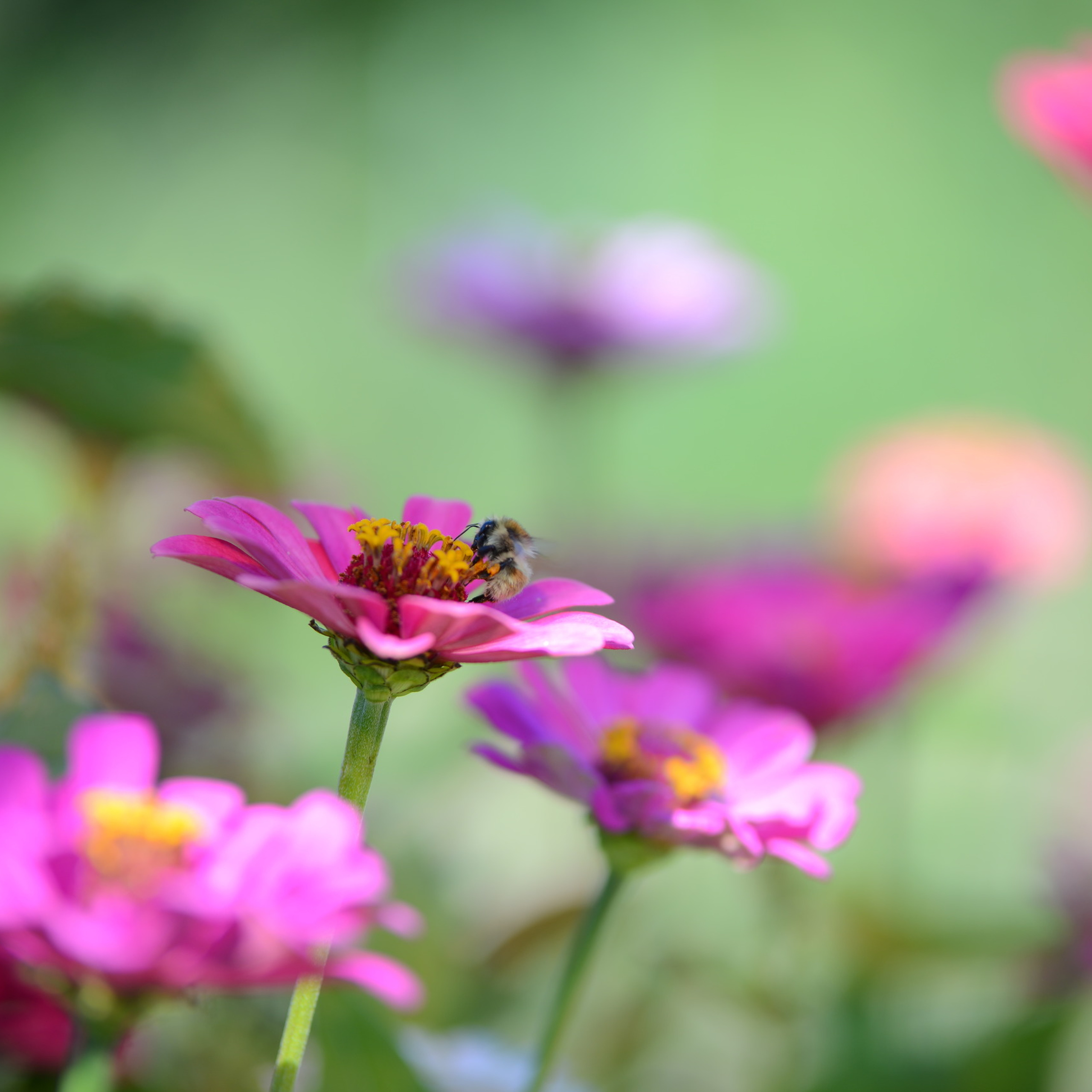 Отзывы, отзыв о фотографе Марине Алексеевой. Свадебный и семейный фотограф в Самаре Марина Алексеева
