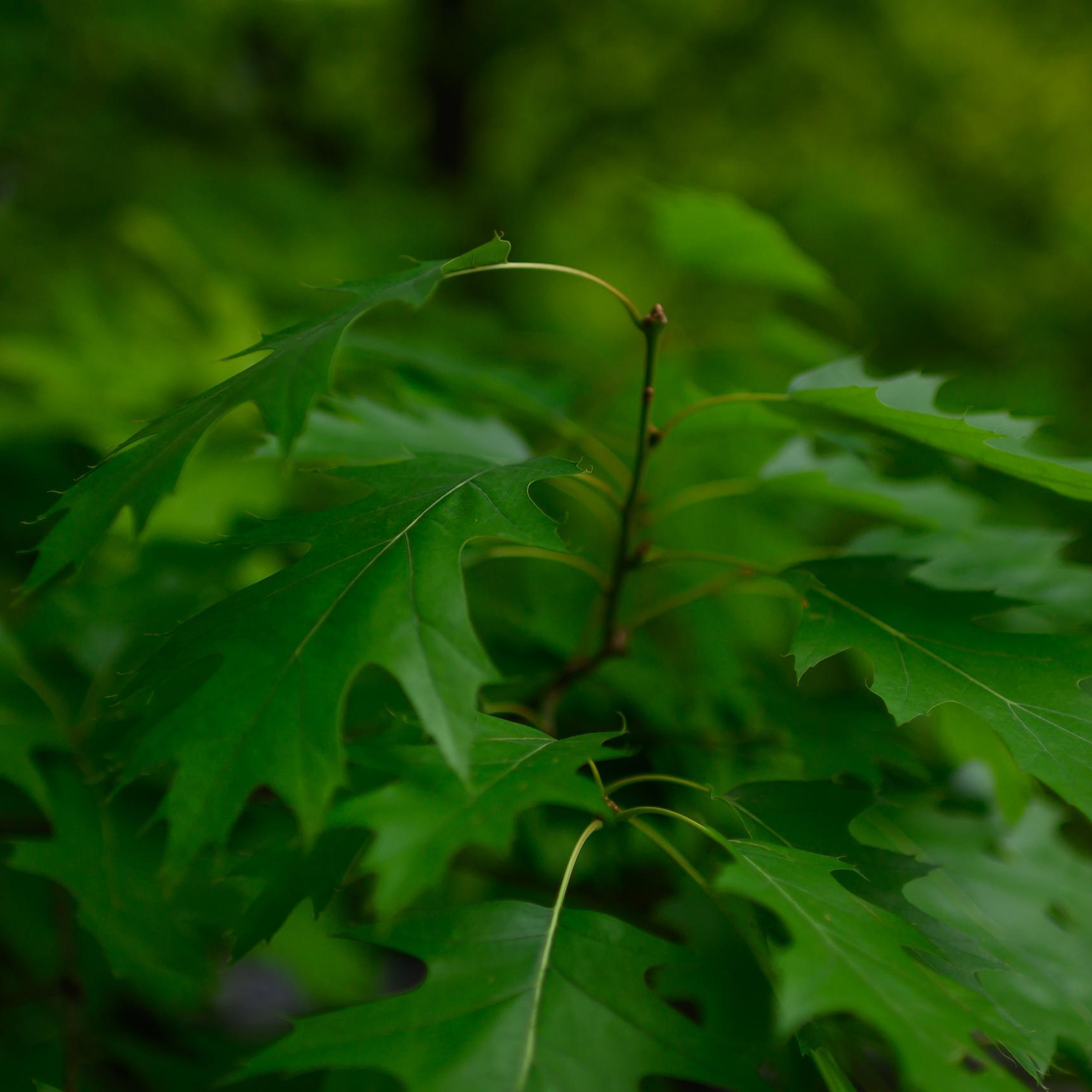 Отзывы. Юлия Басня семейный и свадебный фотограф в Донецке