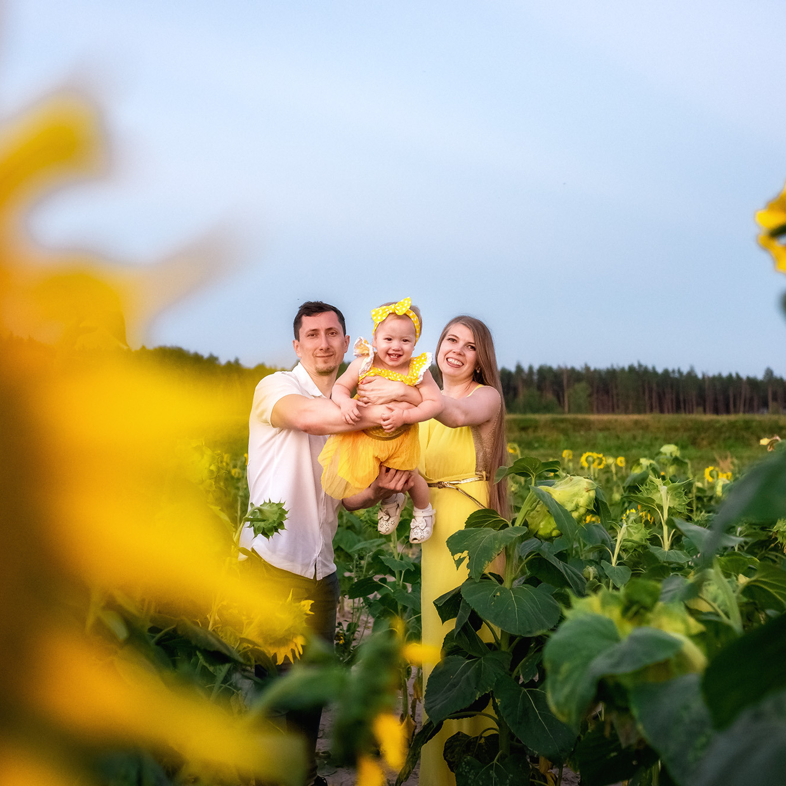 Подсолнухи