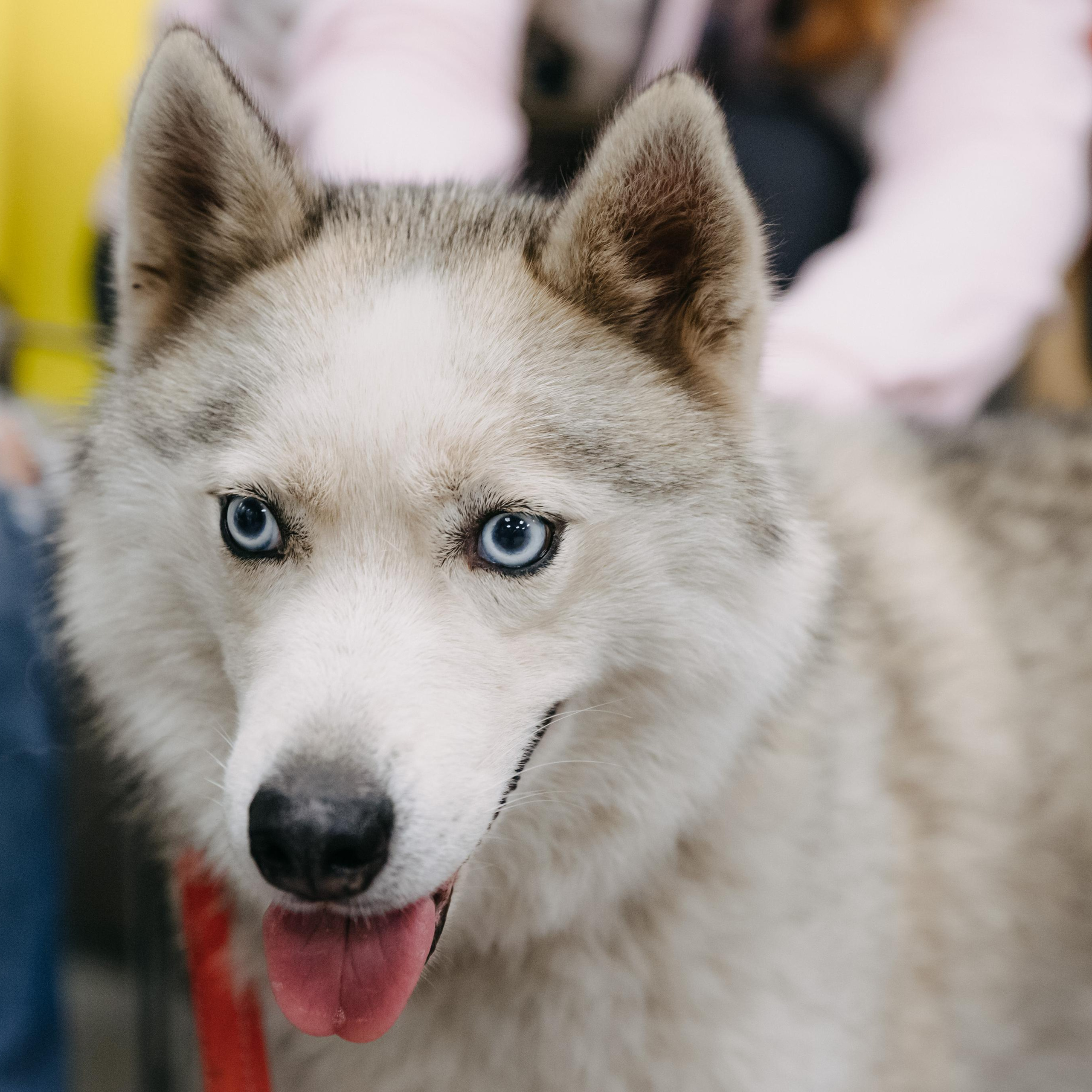 Отзывы о фотографе Анастасии Чистяковой. Репортажный Фотограф Москва-Чистякова Анастасия