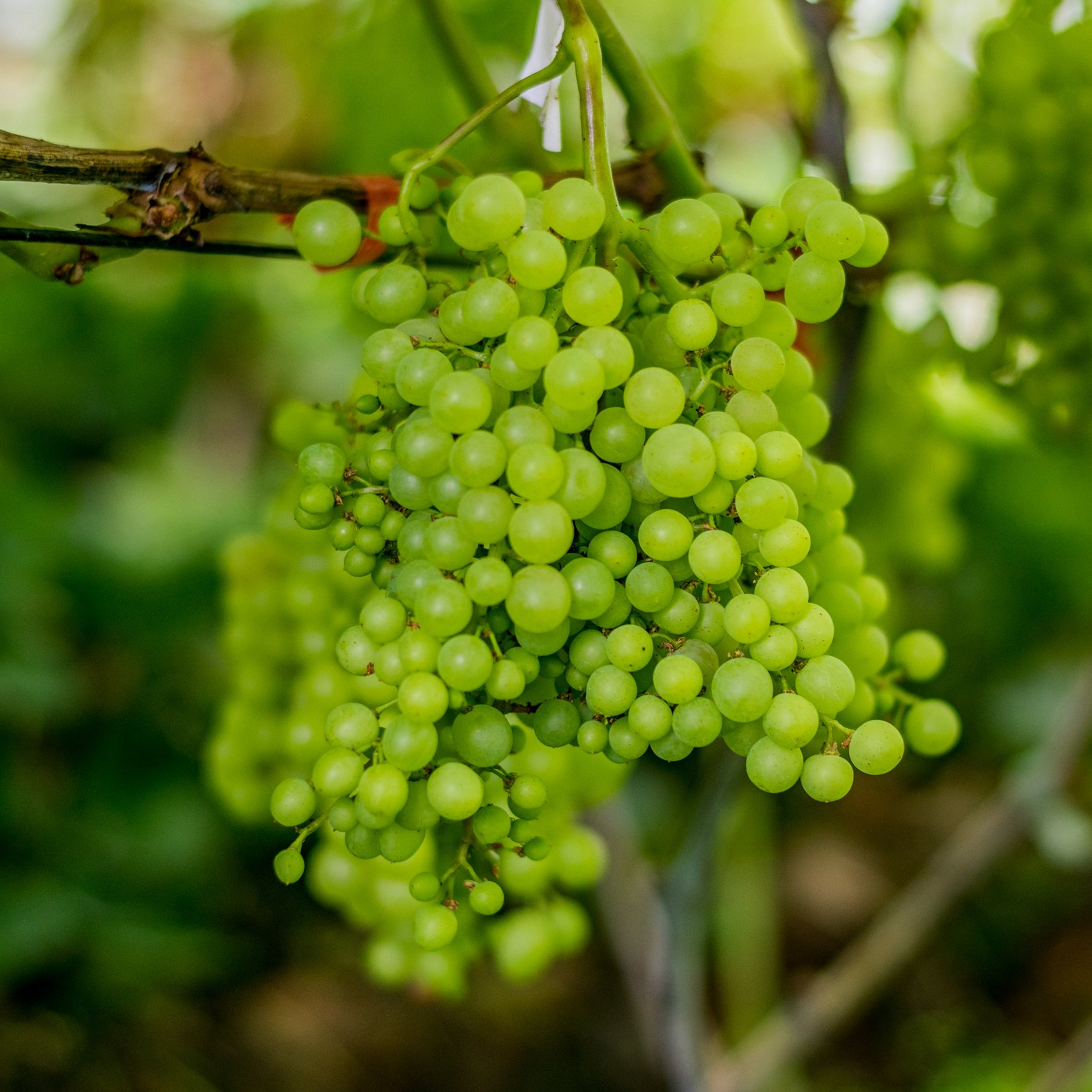 Виноградники на Хехцире 2024