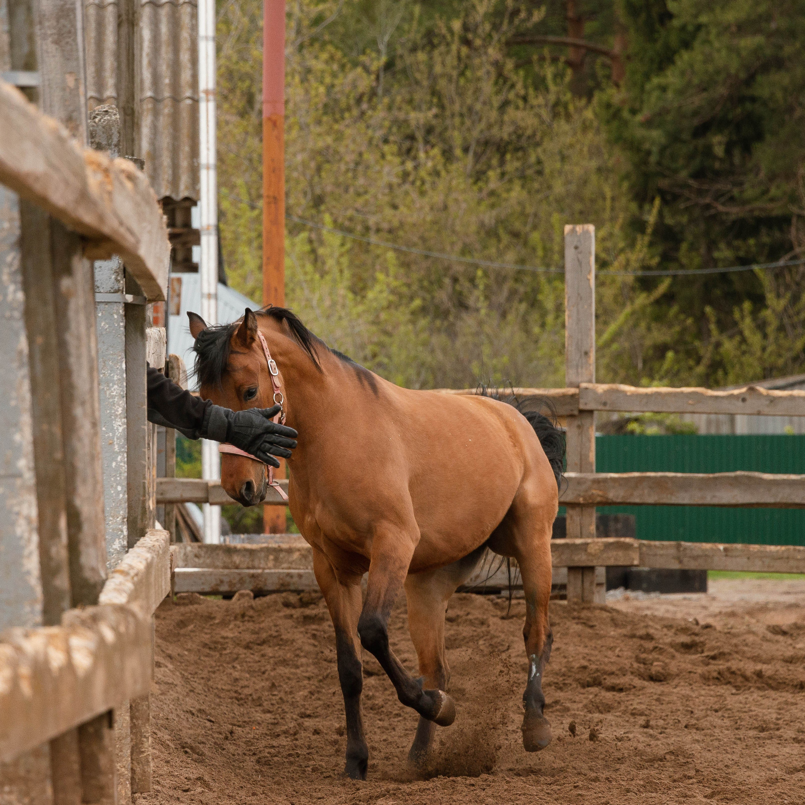 Ипподром. Ижевск 2024. Открытие сезона