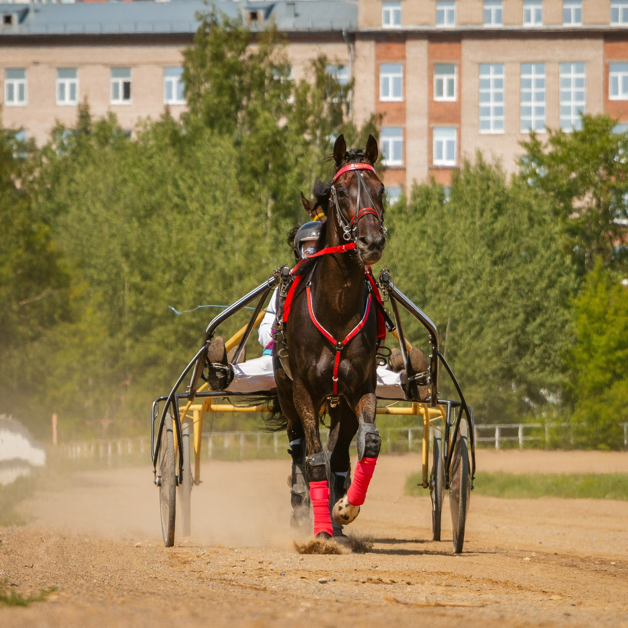 Рысистые бега. Ижевск 2023