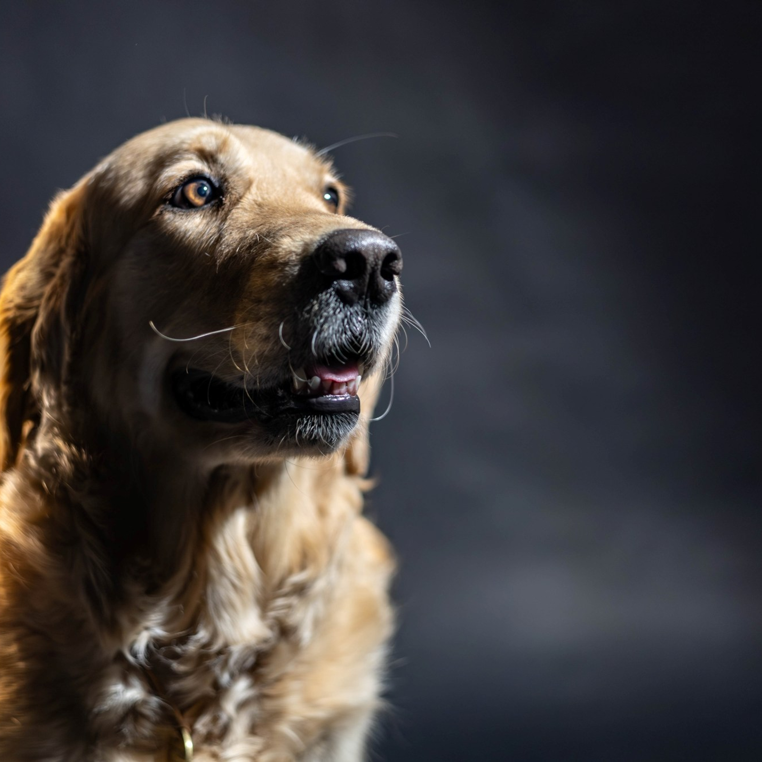 Альма (студия)