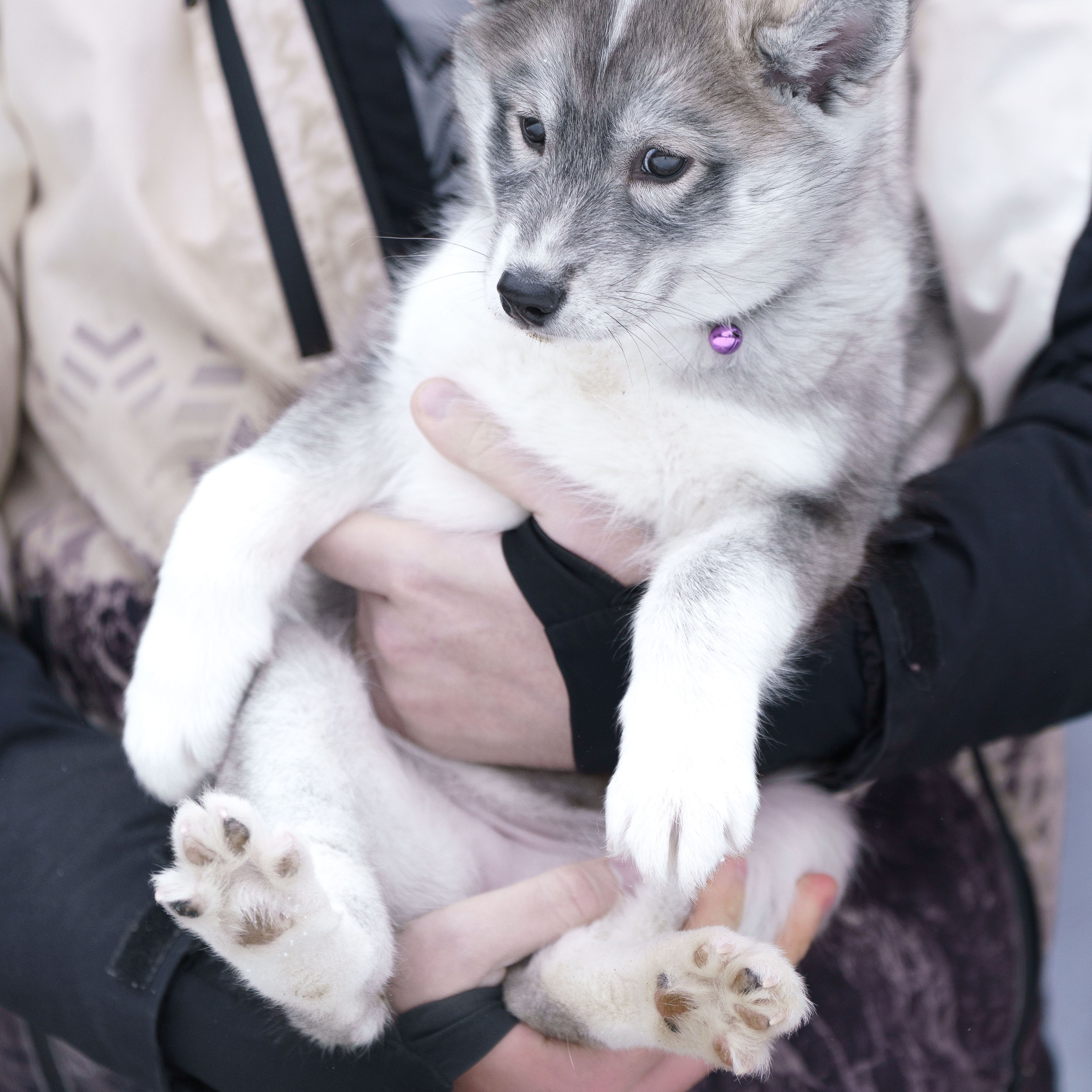 Отзывы. Фотограф-анималист в Санкт-Петербурге