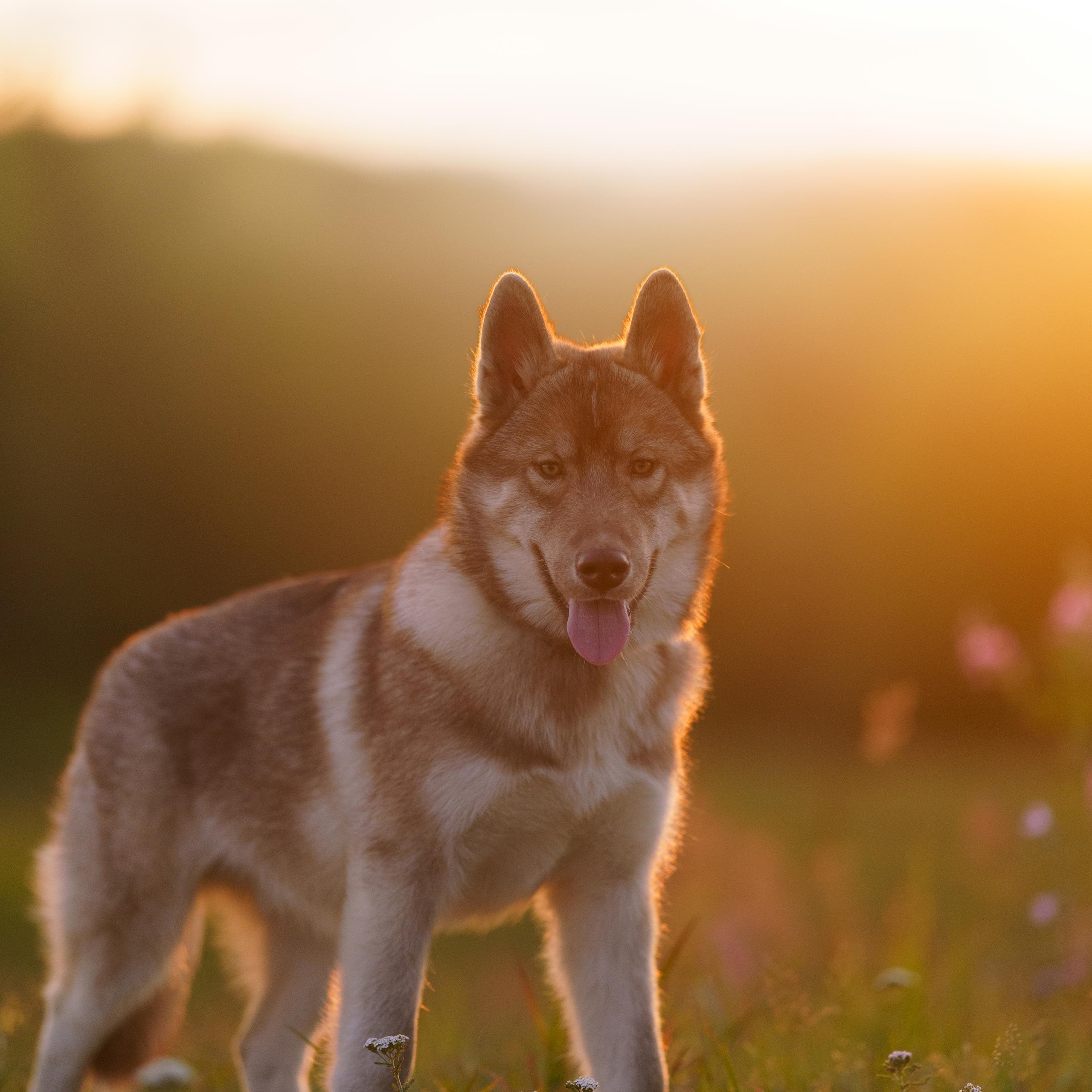 Фотограф-анималист в Санкт-Петербурге