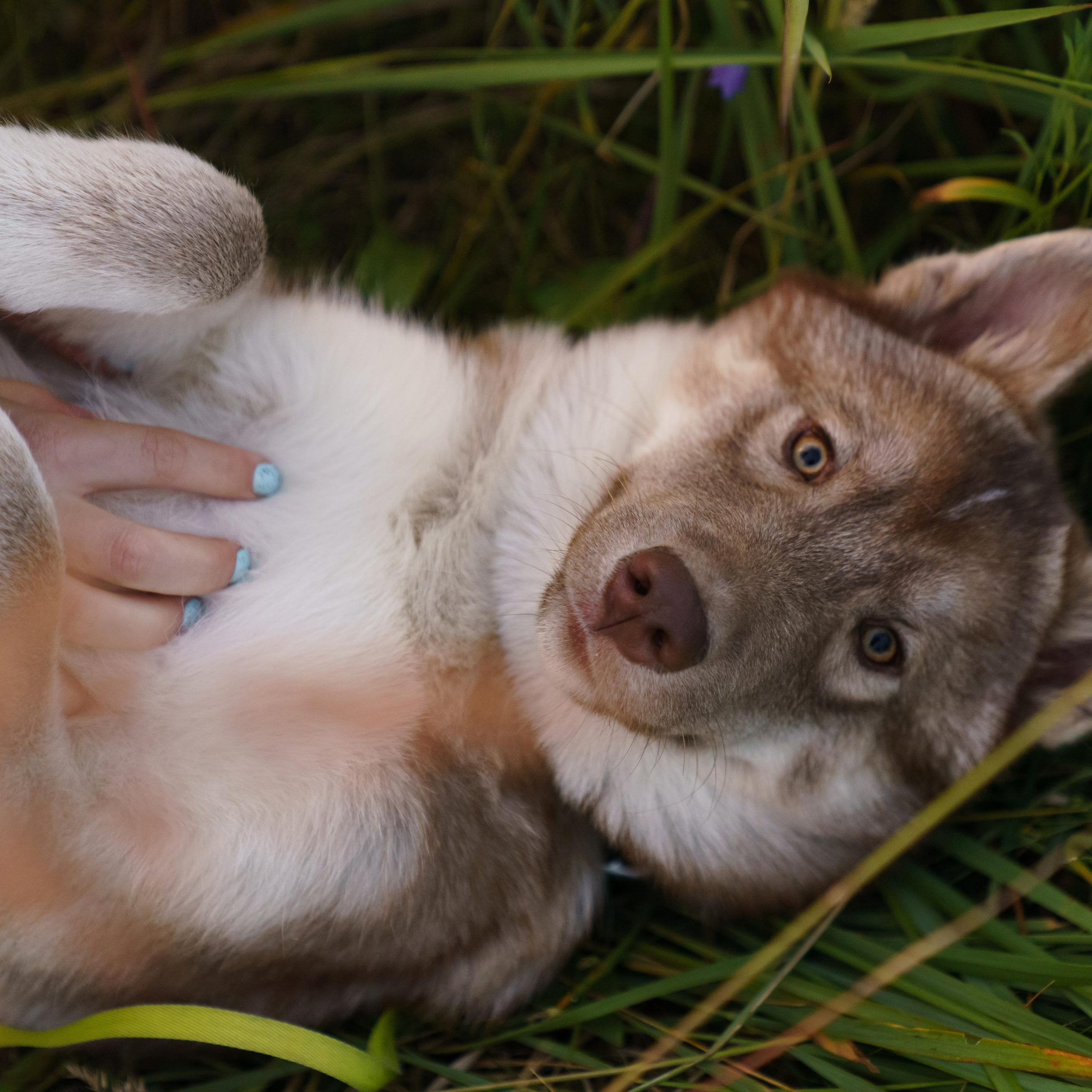 Фотограф-анималист в Санкт-Петербурге