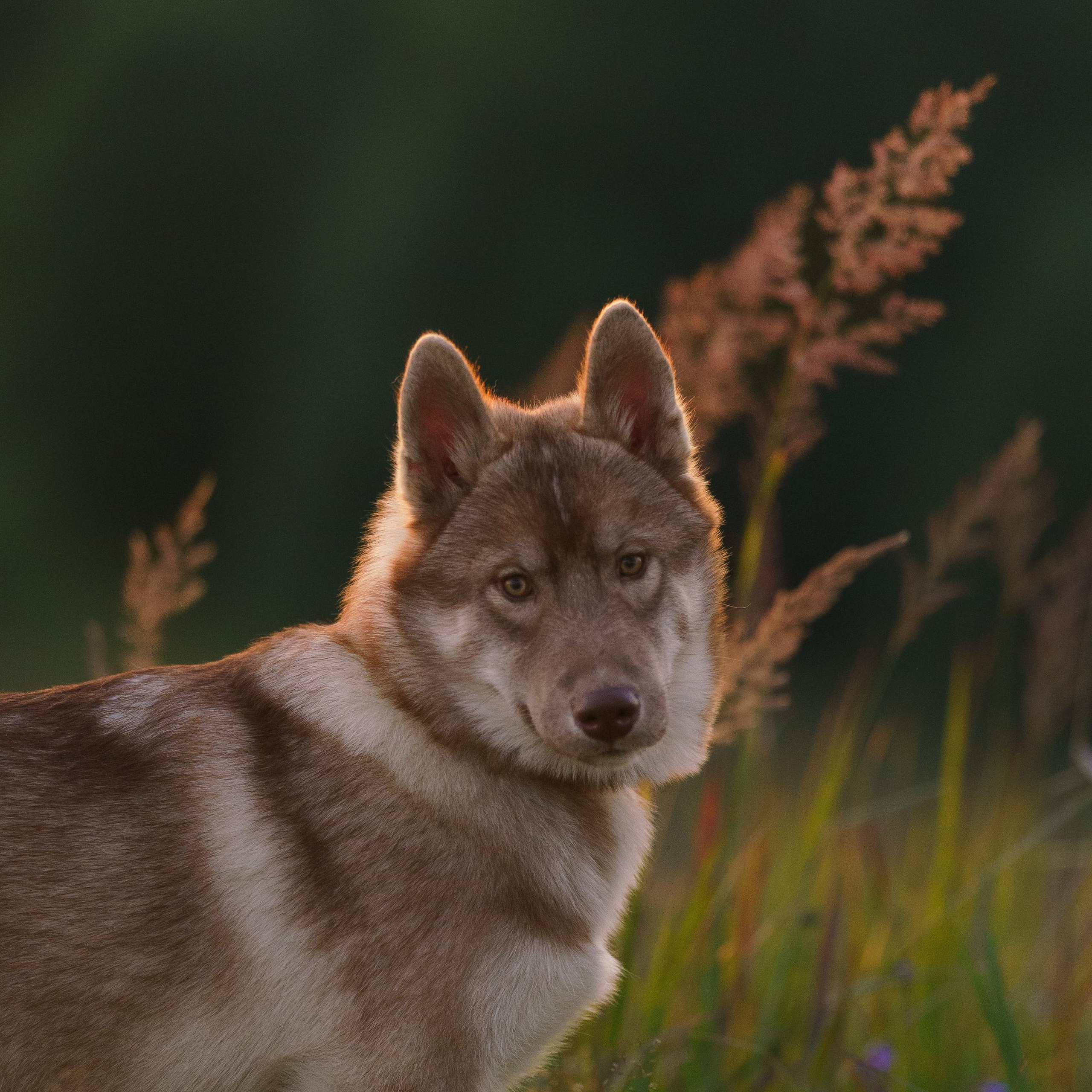 Фотограф-анималист в Санкт-Петербурге