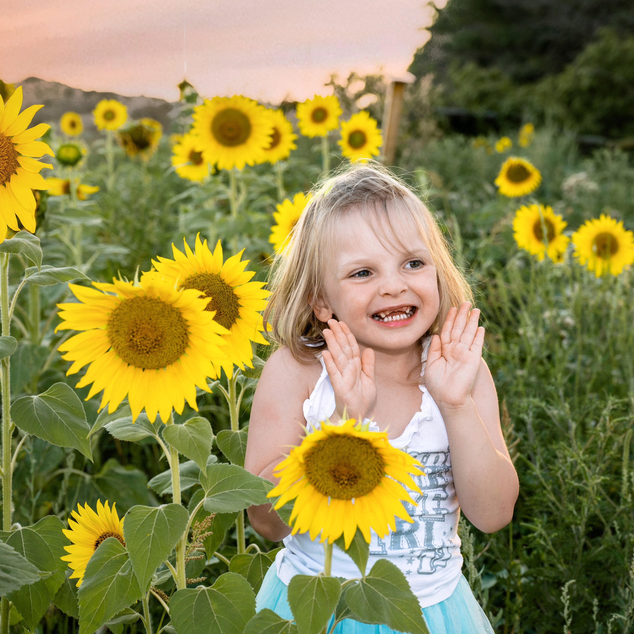 Подсолнухи