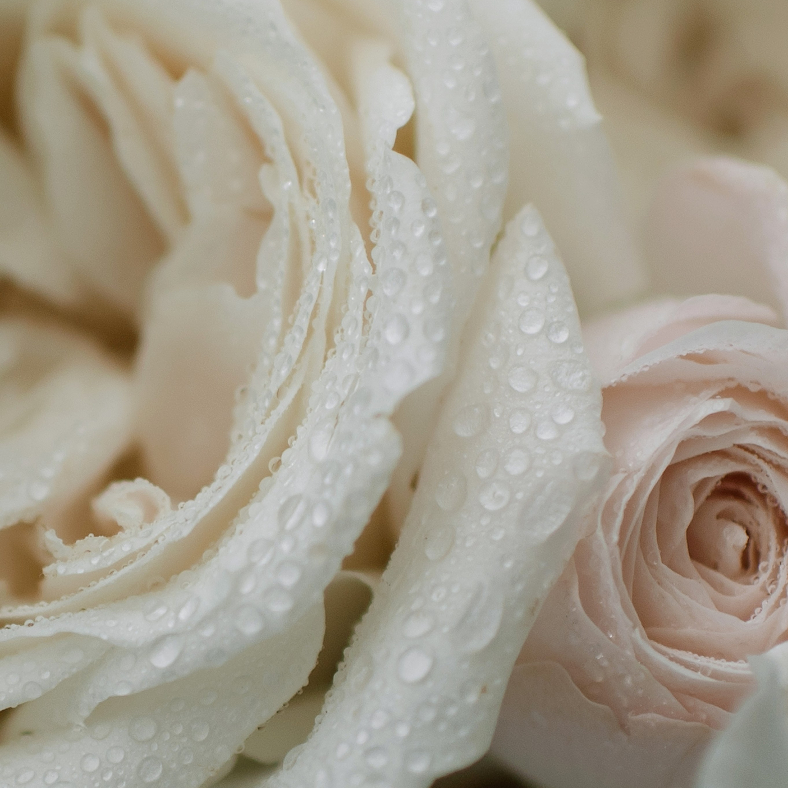 Анна и Виталий Гуськовы | PHOTOGUSSI | Фотографы | Тула | Москва. Семейный и свадебный фотограф в Туле Москве