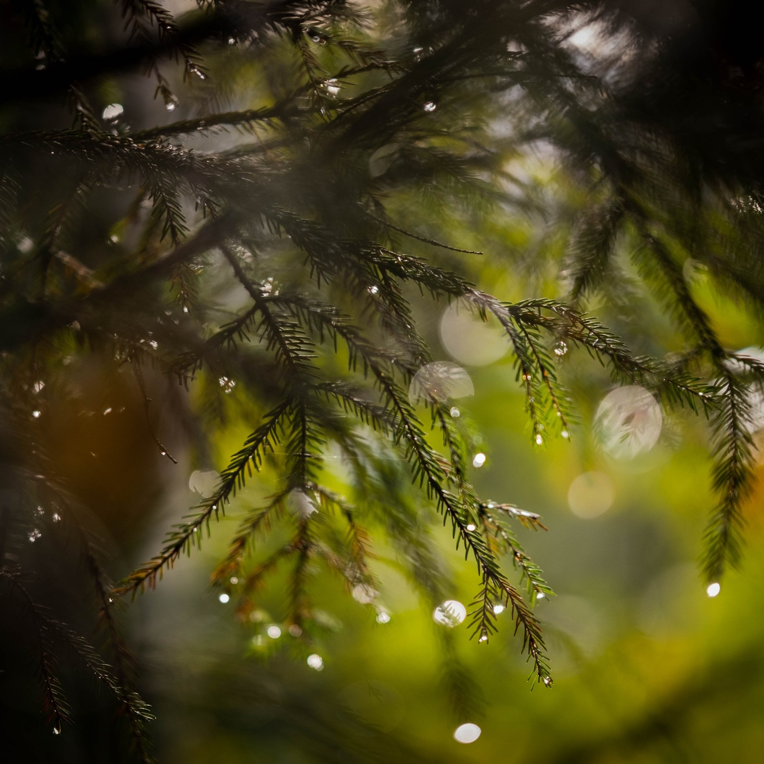 чем дальше в лес