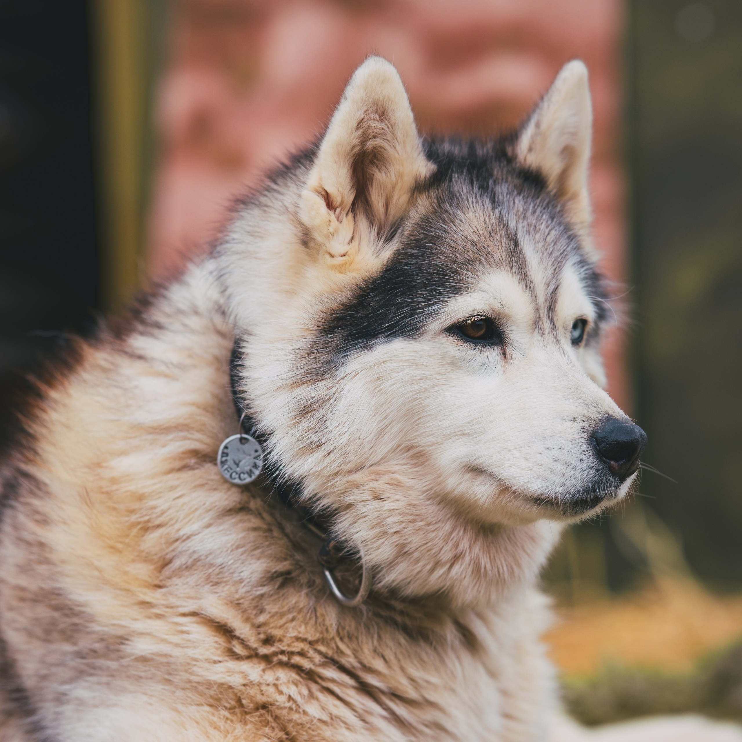 Приют Хаски