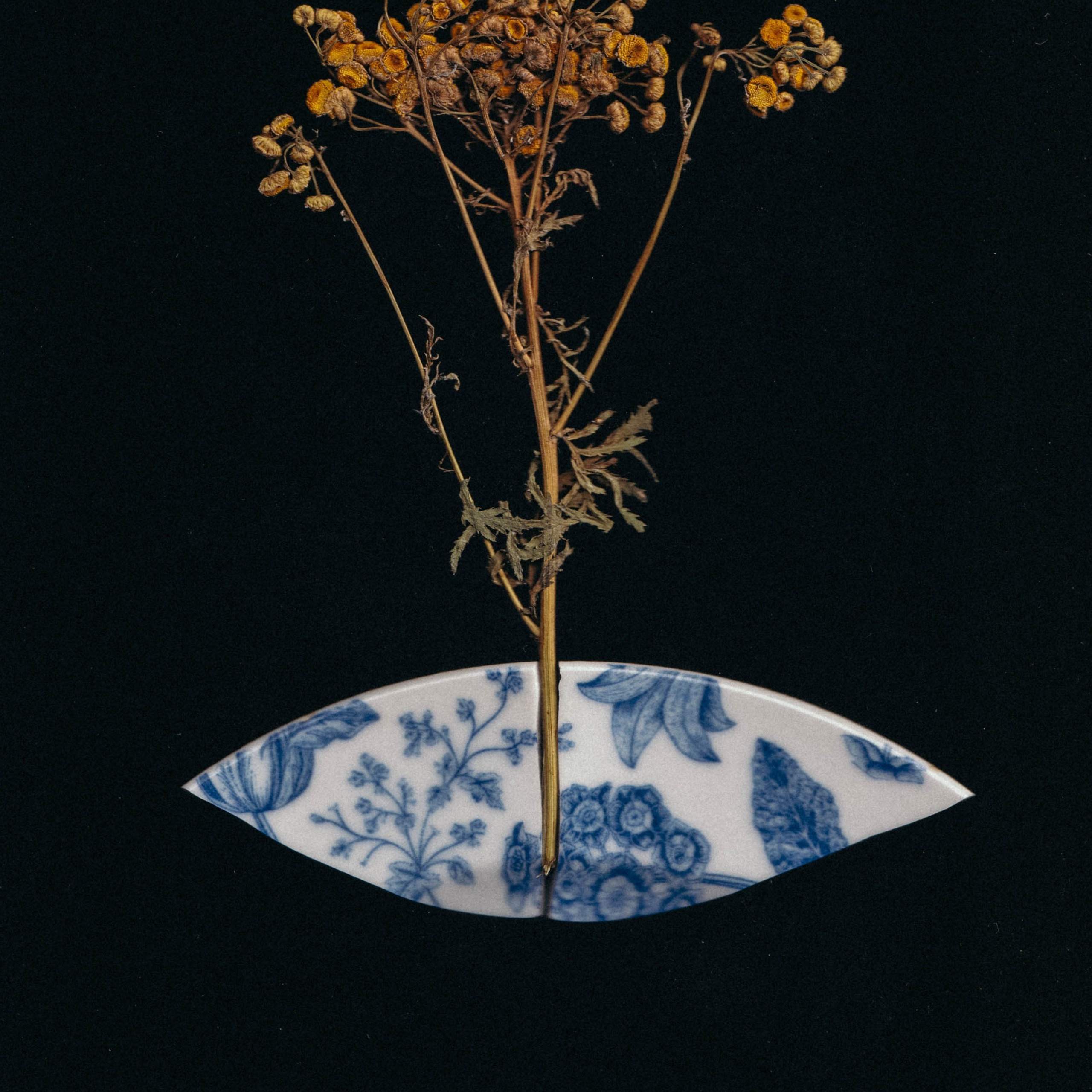 Collages and Scanography. Anastasia Serova