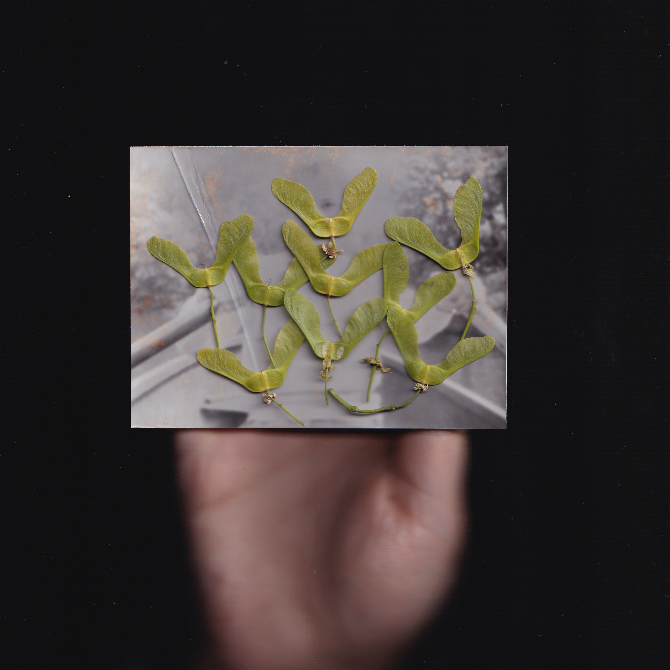 Collages and Scanography. Anastasia Serova