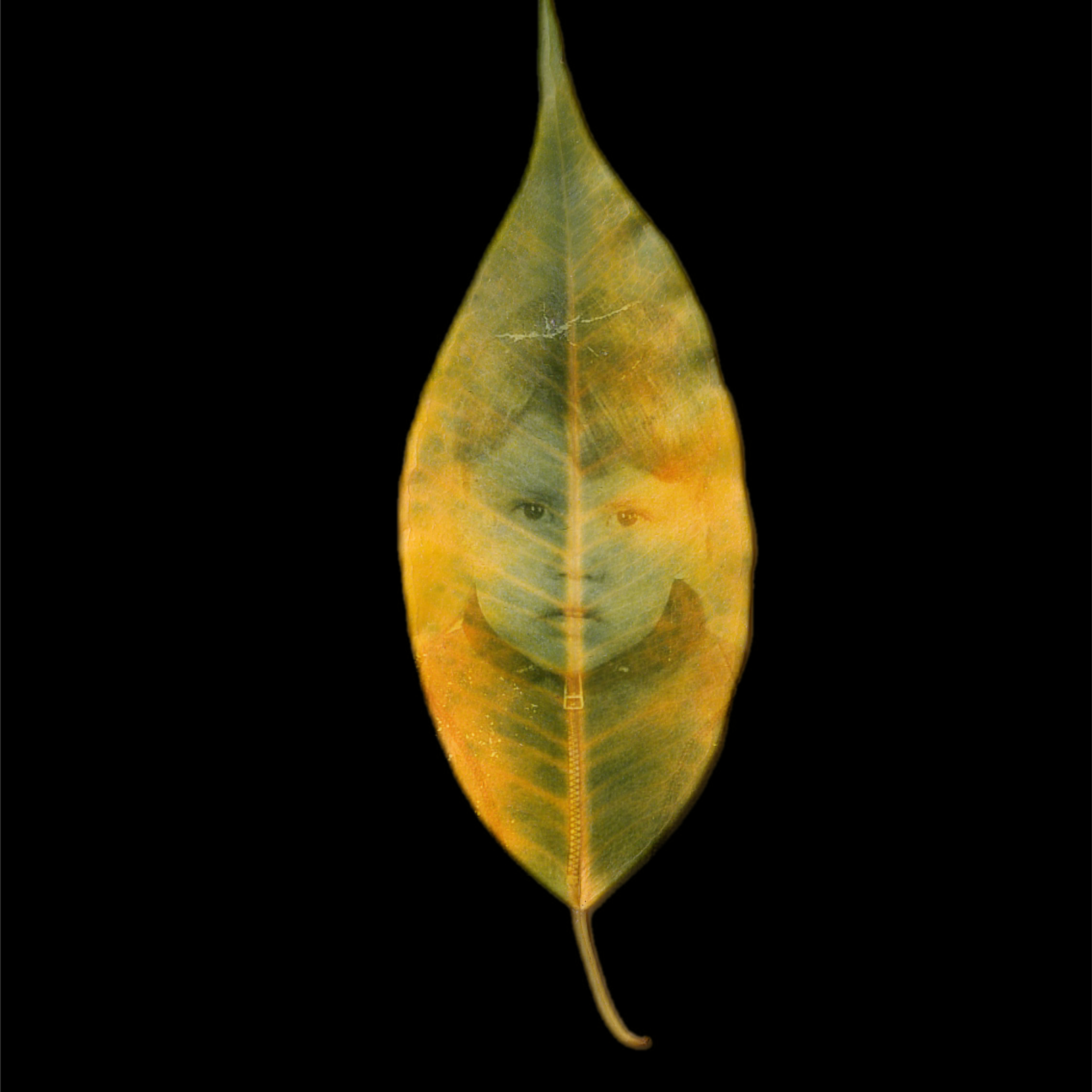 Collages and Scanography. Anastasia Serova