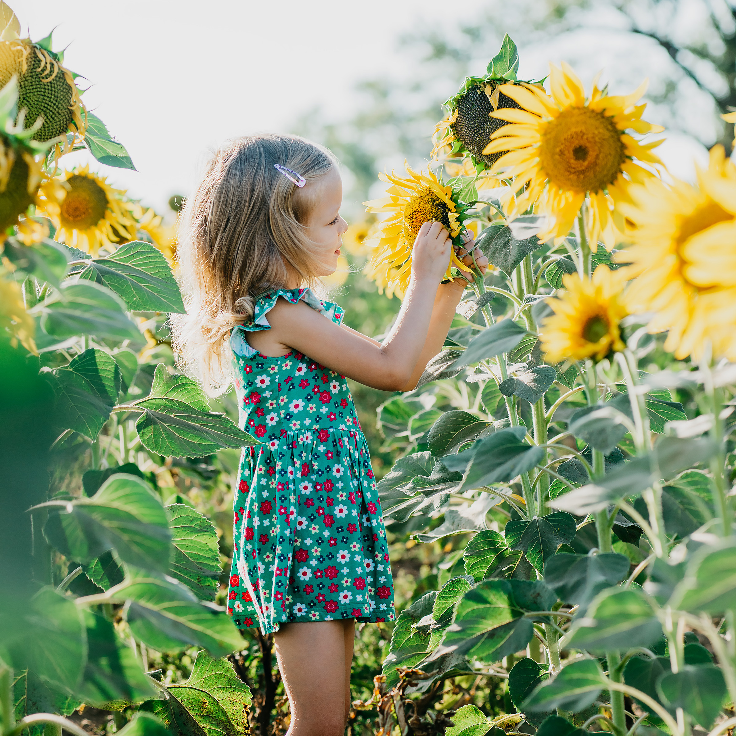 Фотосессия в подсолнухах 2020