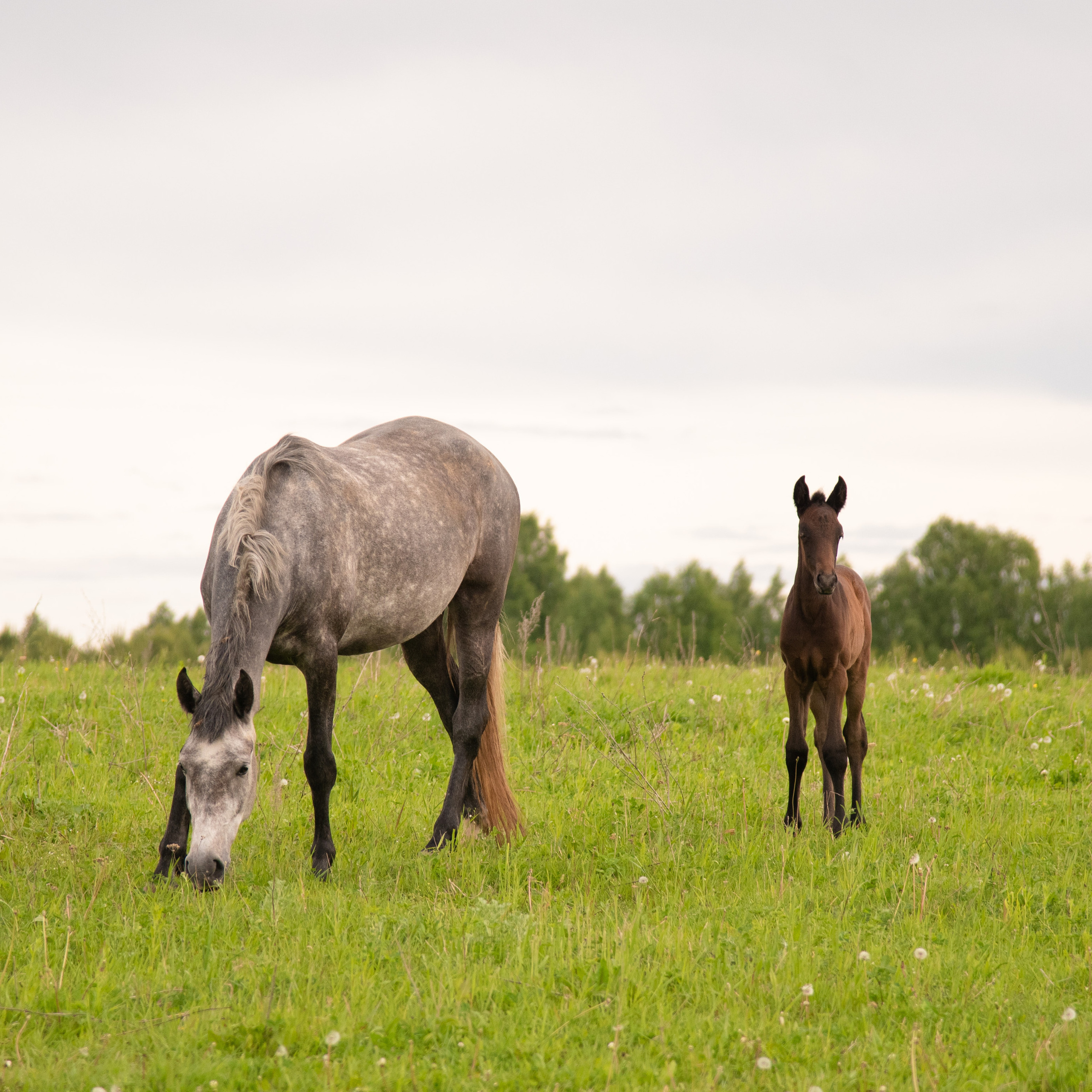 Отзывы о моей работе и готовых выпускных альбомах от Лапшиной Юлии. Лапшина Юлия — школьный фотограф в Нижнем Новгороде. Выпускные альбомы
