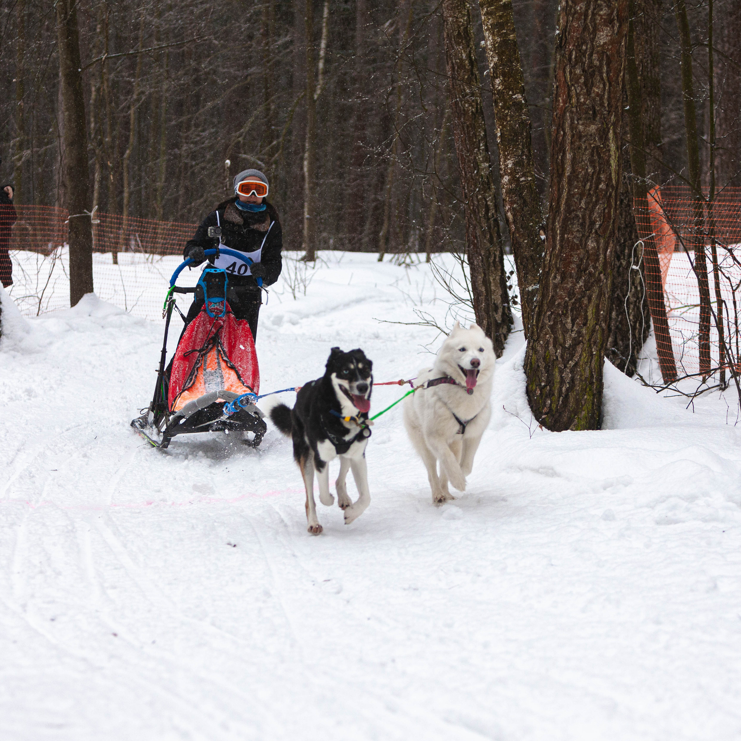 Гонка с собаками «Аврора Бореалис»