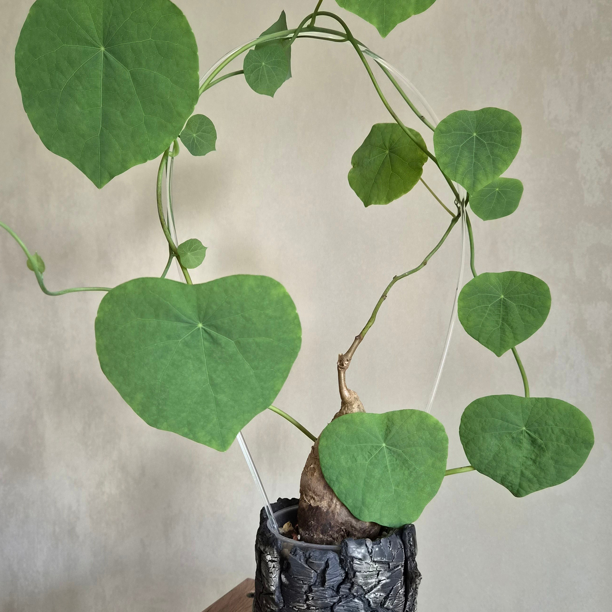 Отзывы. ARGILLA CERAMICS