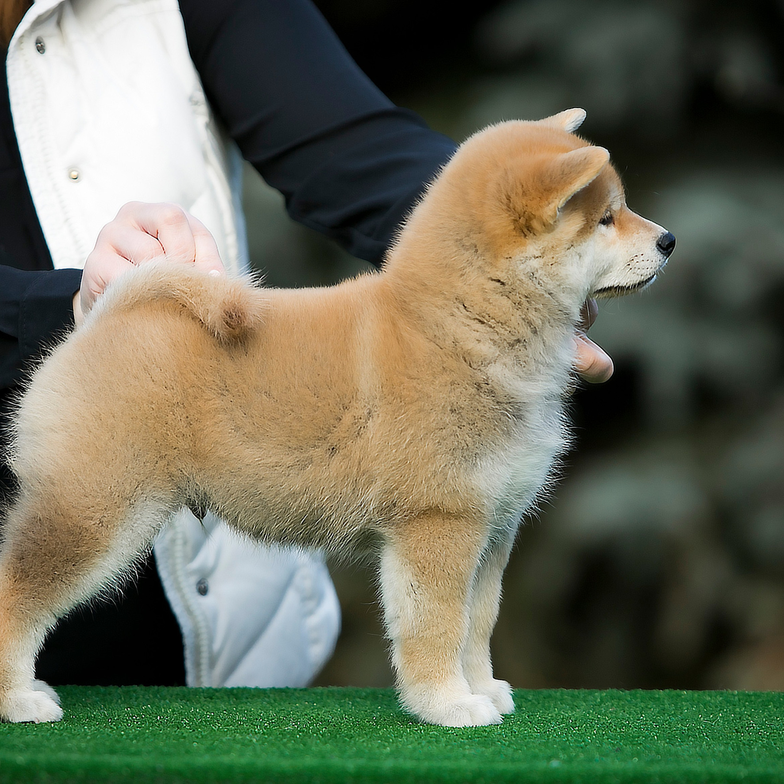 LITTER A. SHIOMARU Shiba and Akita Inu Kennel