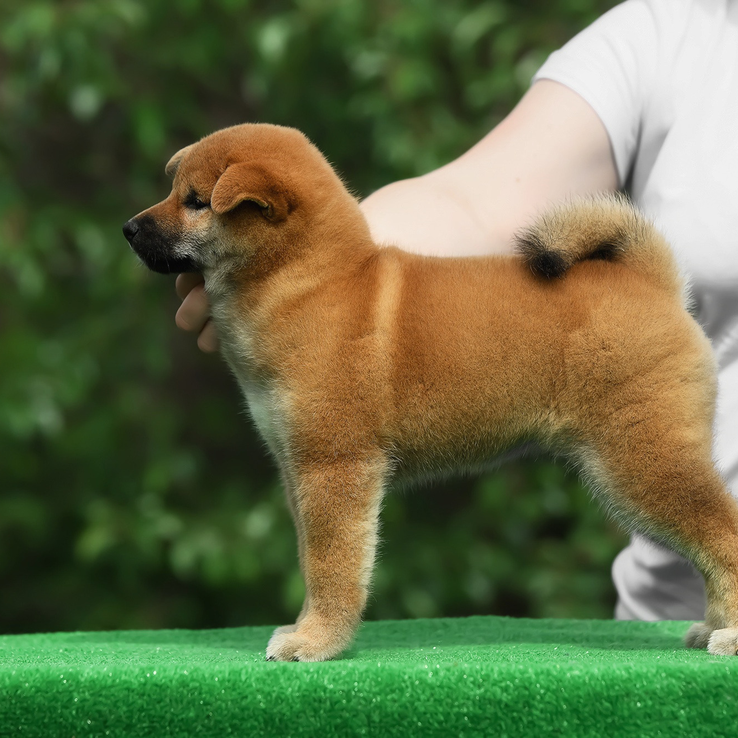 ПОМЕТ A-2022. SHIOMARU Shiba and Akita Inu Kennel