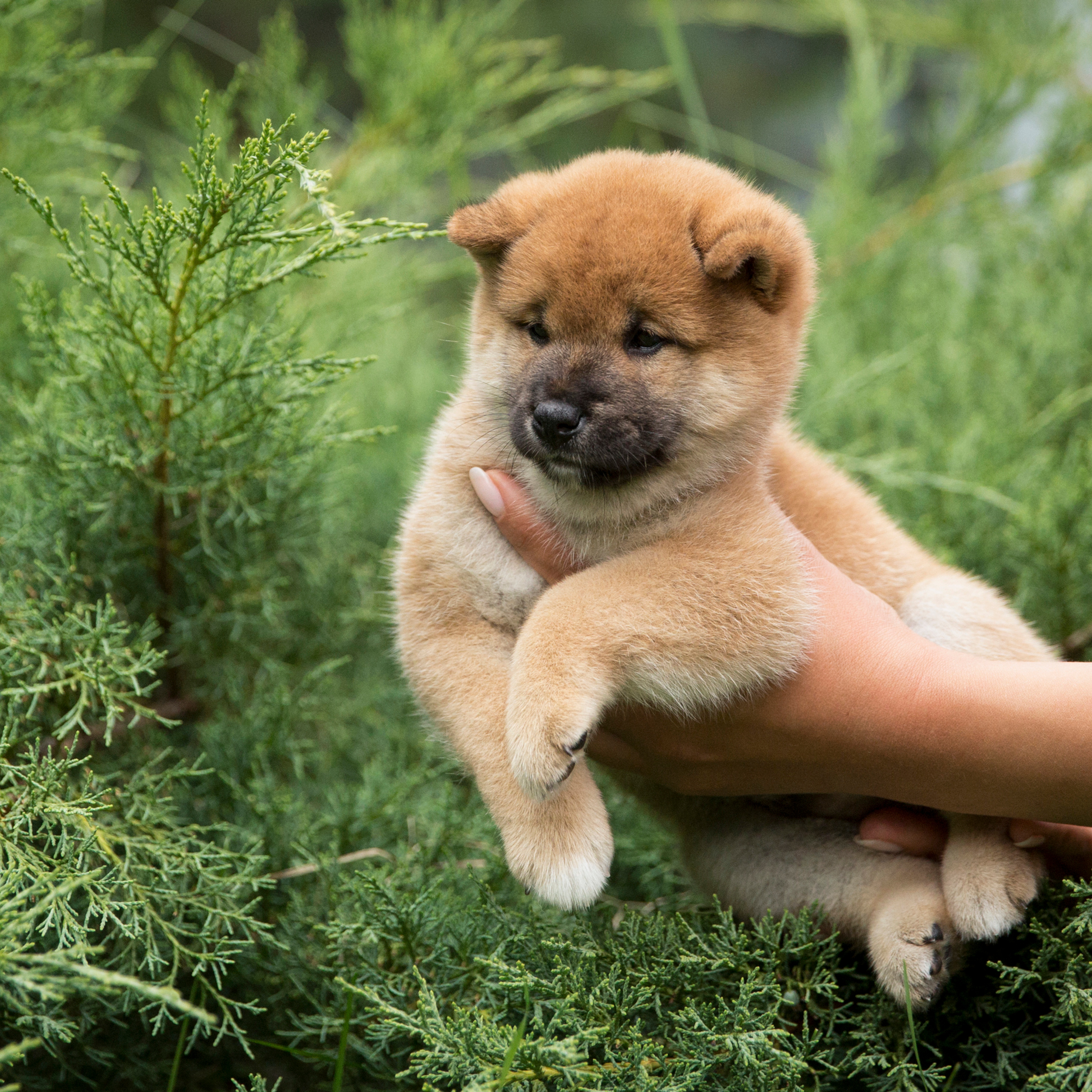 LITTER P. SHIOMARU Shiba and Akita Inu Kennel