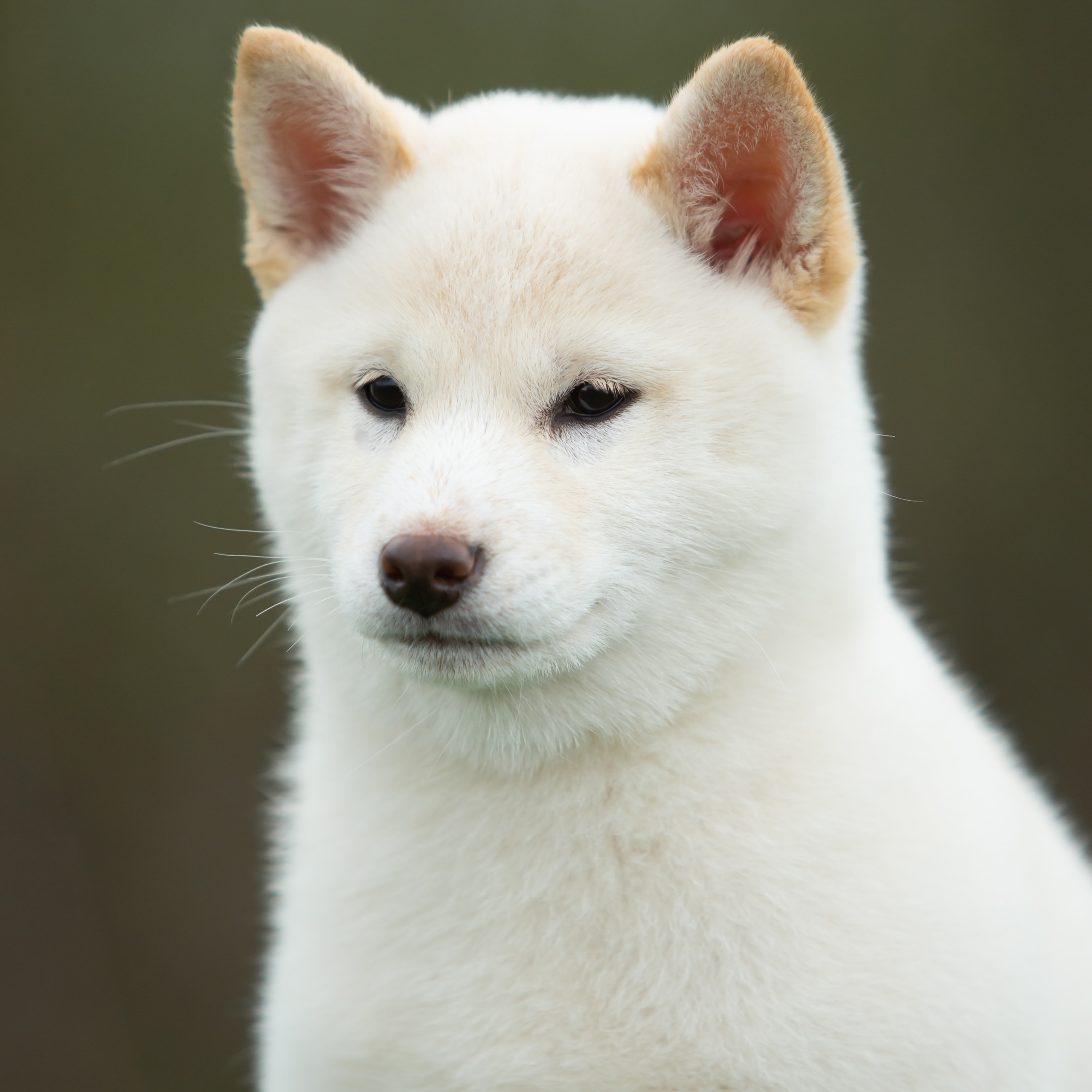 ПОМЕТ W-2022. SHIOMARU Питомник сиба и акита-ину