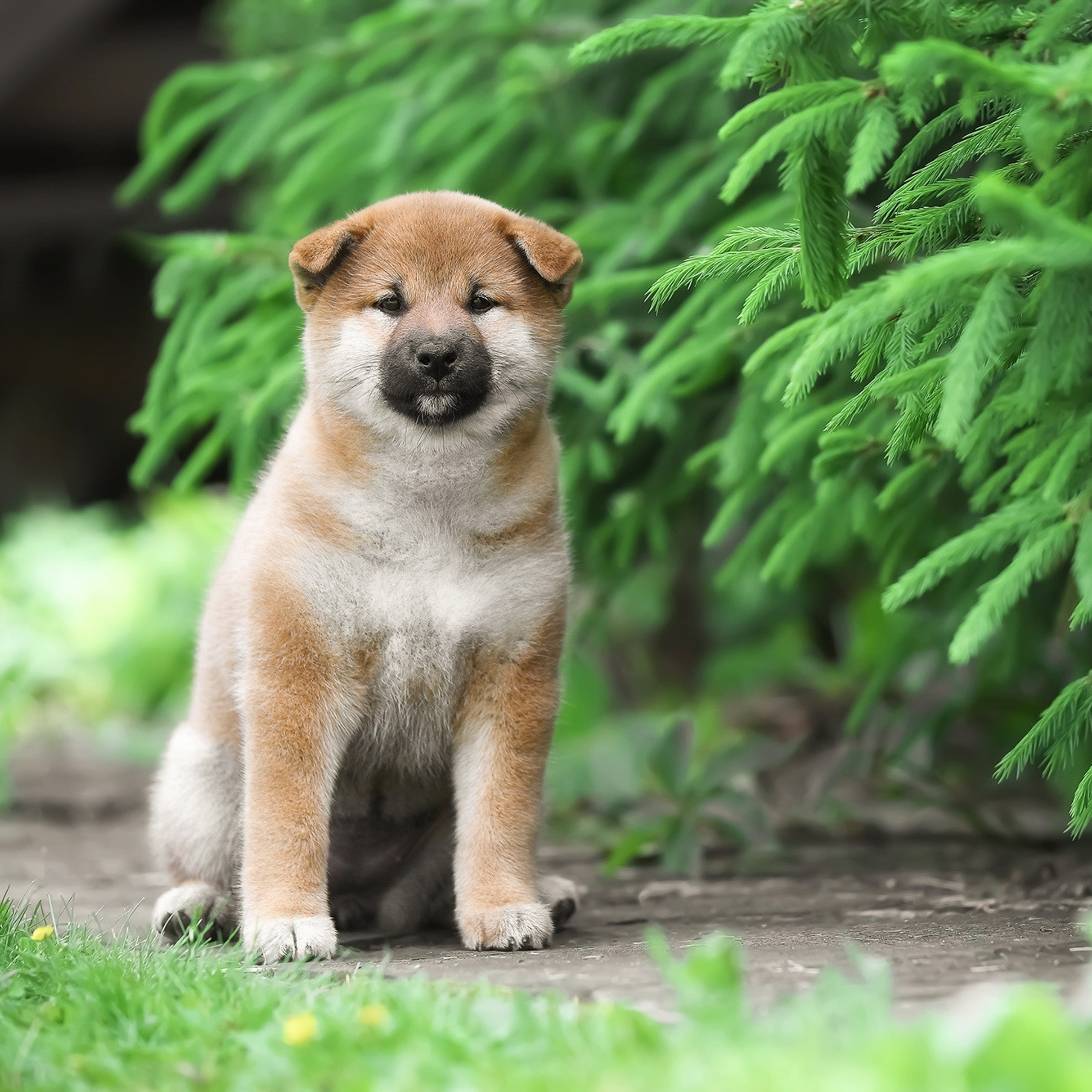 ПОМЕТ A-2022. SHIOMARU Shiba and Akita Inu Kennel