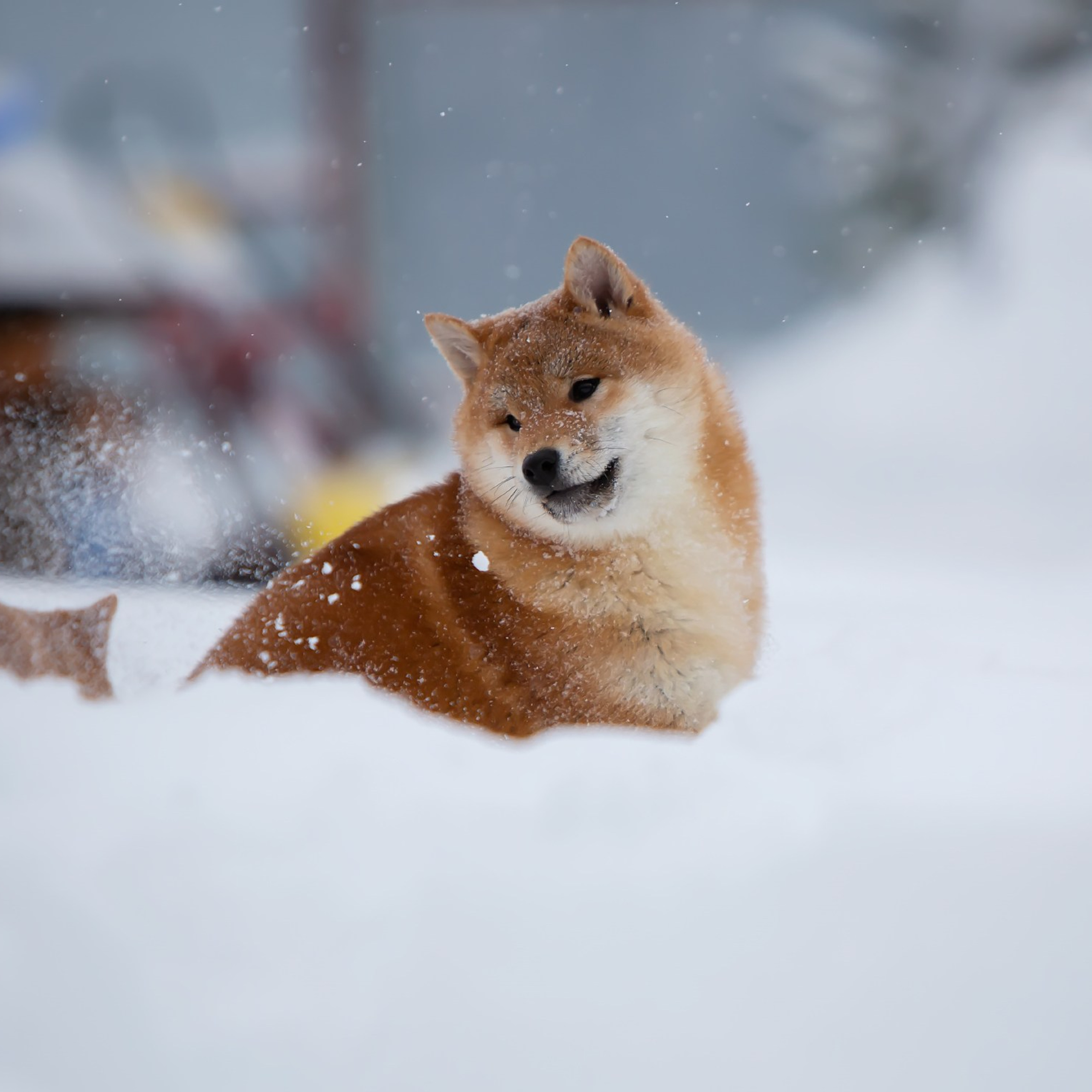 СИБА. SHIOMARU Питомник сиба и акита-ину