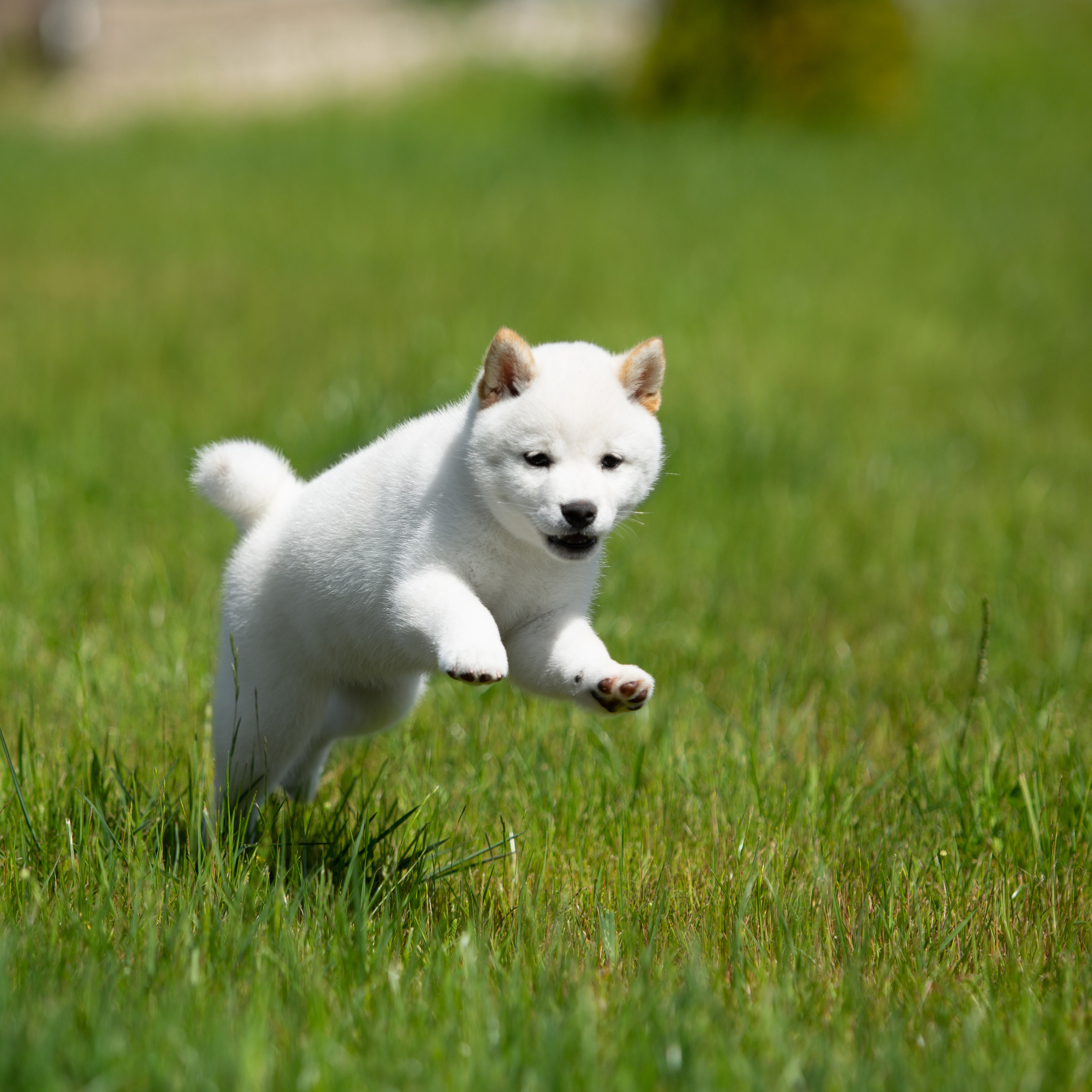 ПОМЕТ B-2022. SHIOMARU Питомник сиба и акита-ину