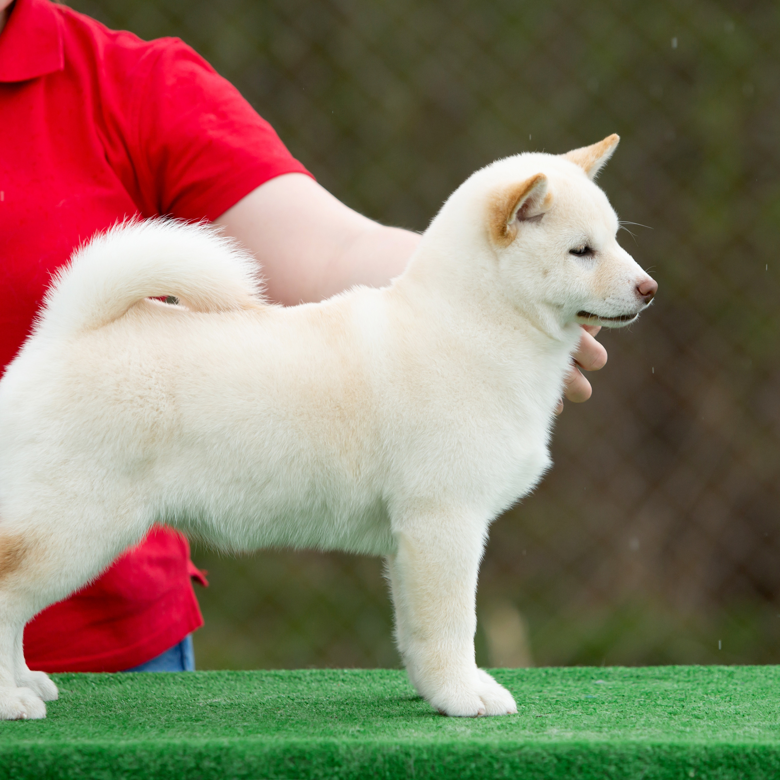 ПОМЕТ W-2022. SHIOMARU Питомник сиба и акита-ину