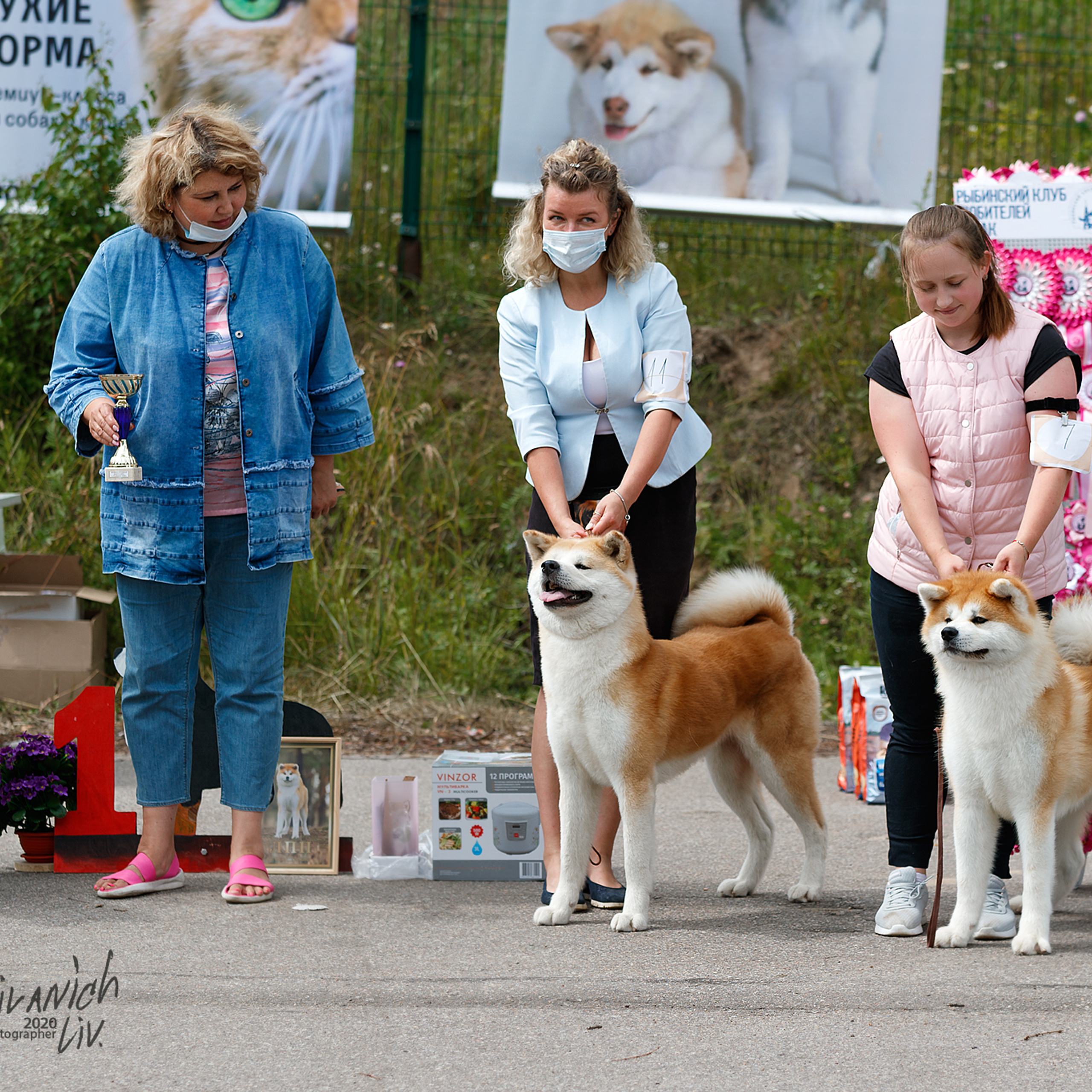 SAEMI GO TOKIMITSU. SHIOMARU Питомник сиба и акита-ину