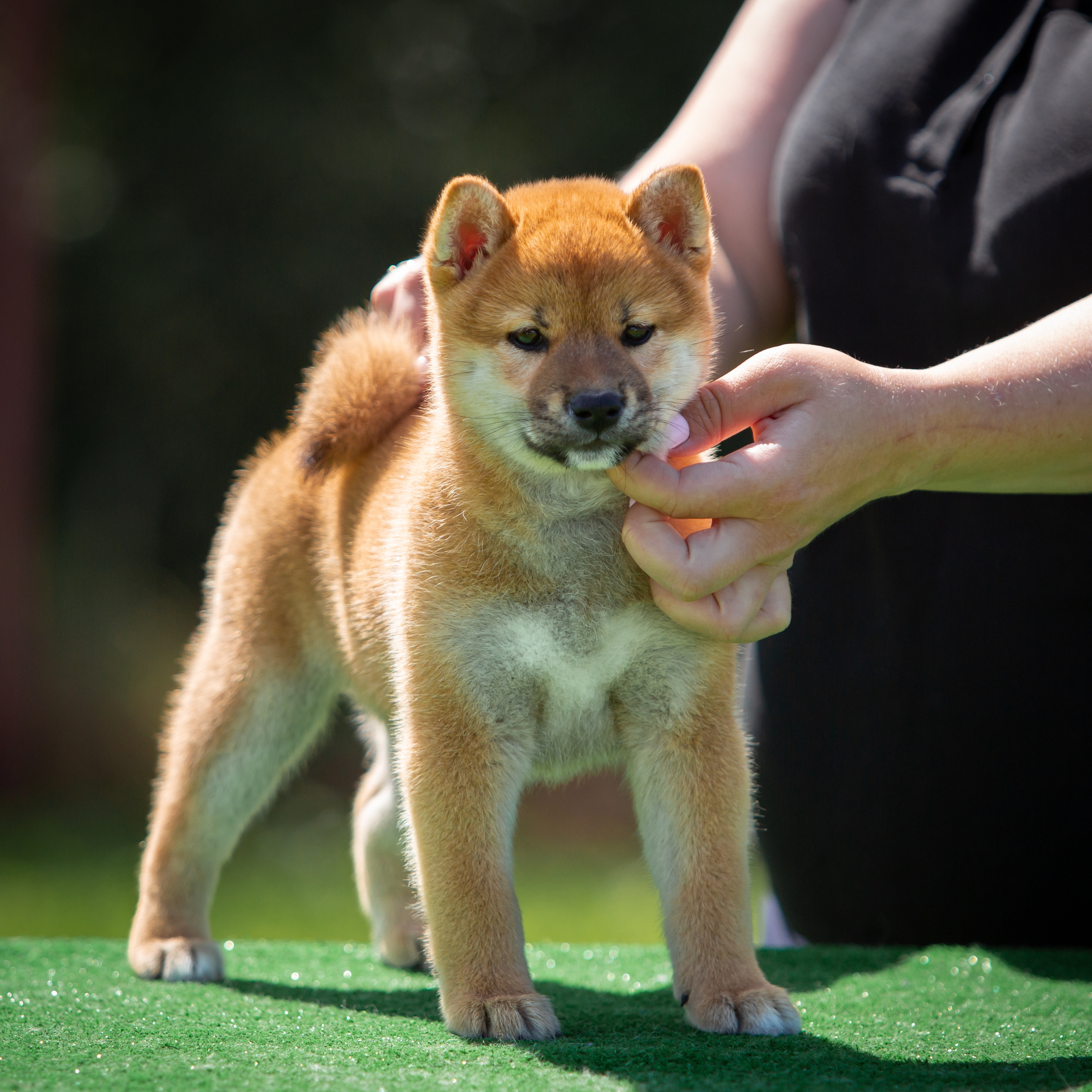 ПОМЕТ B-2022. SHIOMARU Питомник сиба и акита-ину