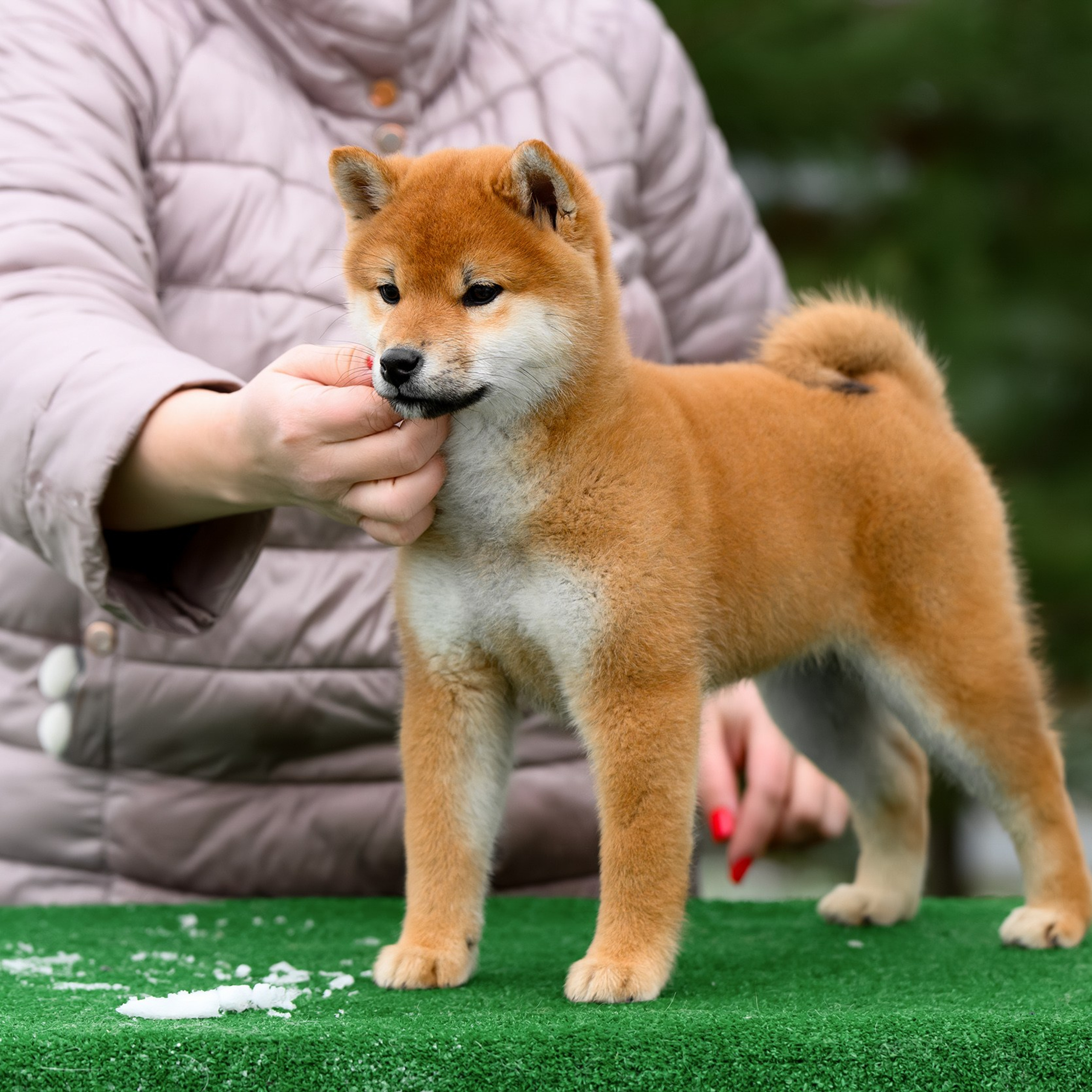 SHIBA. SHIOMARU Shiba and Akita Inu Kennel