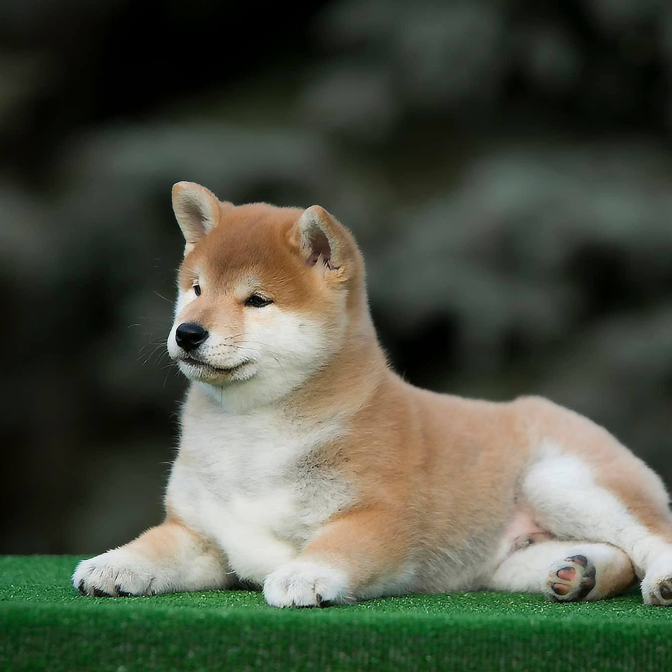 LITTER A. SHIOMARU Shiba and Akita Inu Kennel